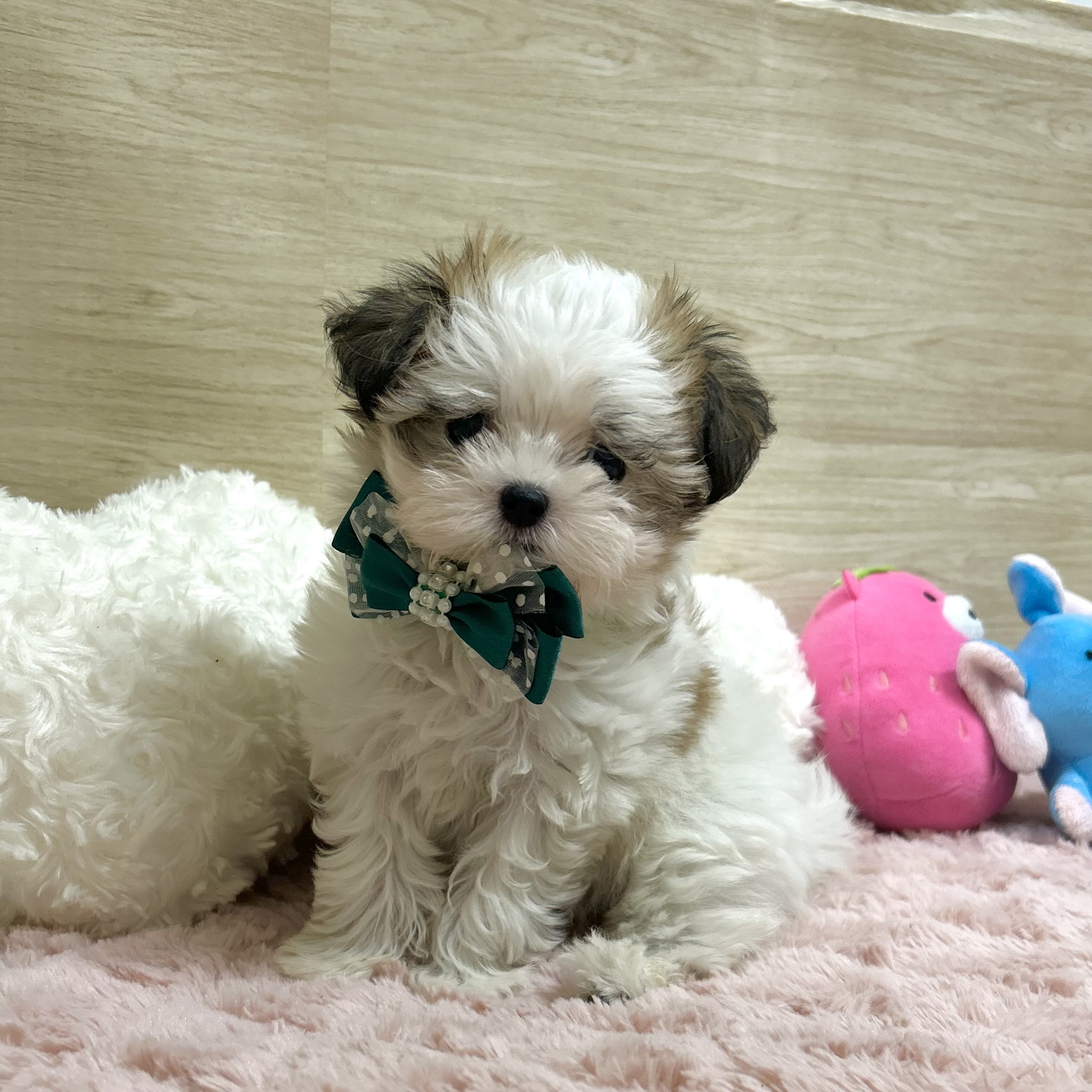 大阪府のハーフ犬・ミックス犬 (犬の家＆猫の里そよら東岸和田店/2025年7月4日生まれ/女の子/ホワイトセーブル)の子犬の1枚目の画像