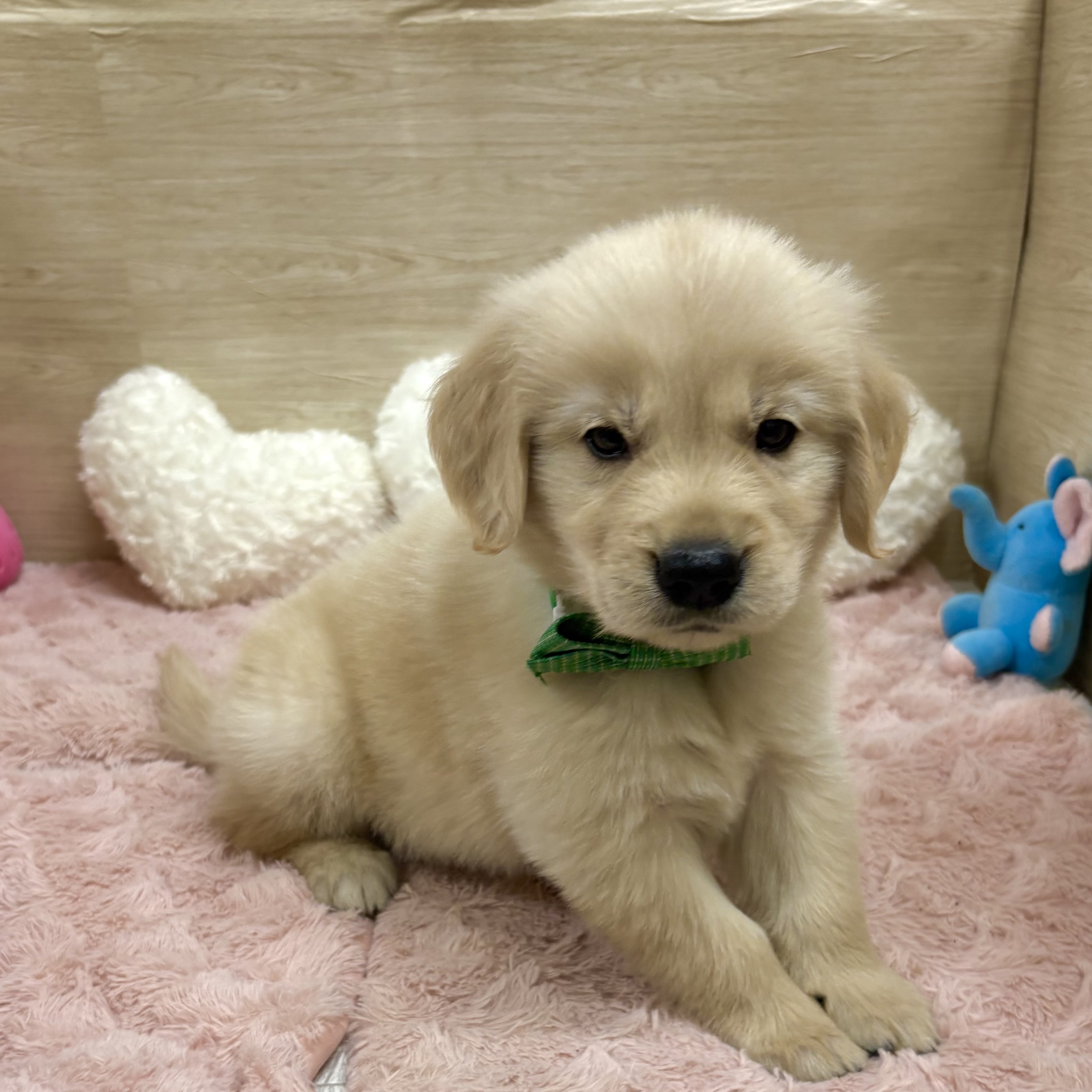 大阪府のゴールデンレトリバー (犬の家＆猫の里そよら東岸和田店/2025年8月21日生まれ/男の子/ゴールデン)の子犬の4枚目の画像