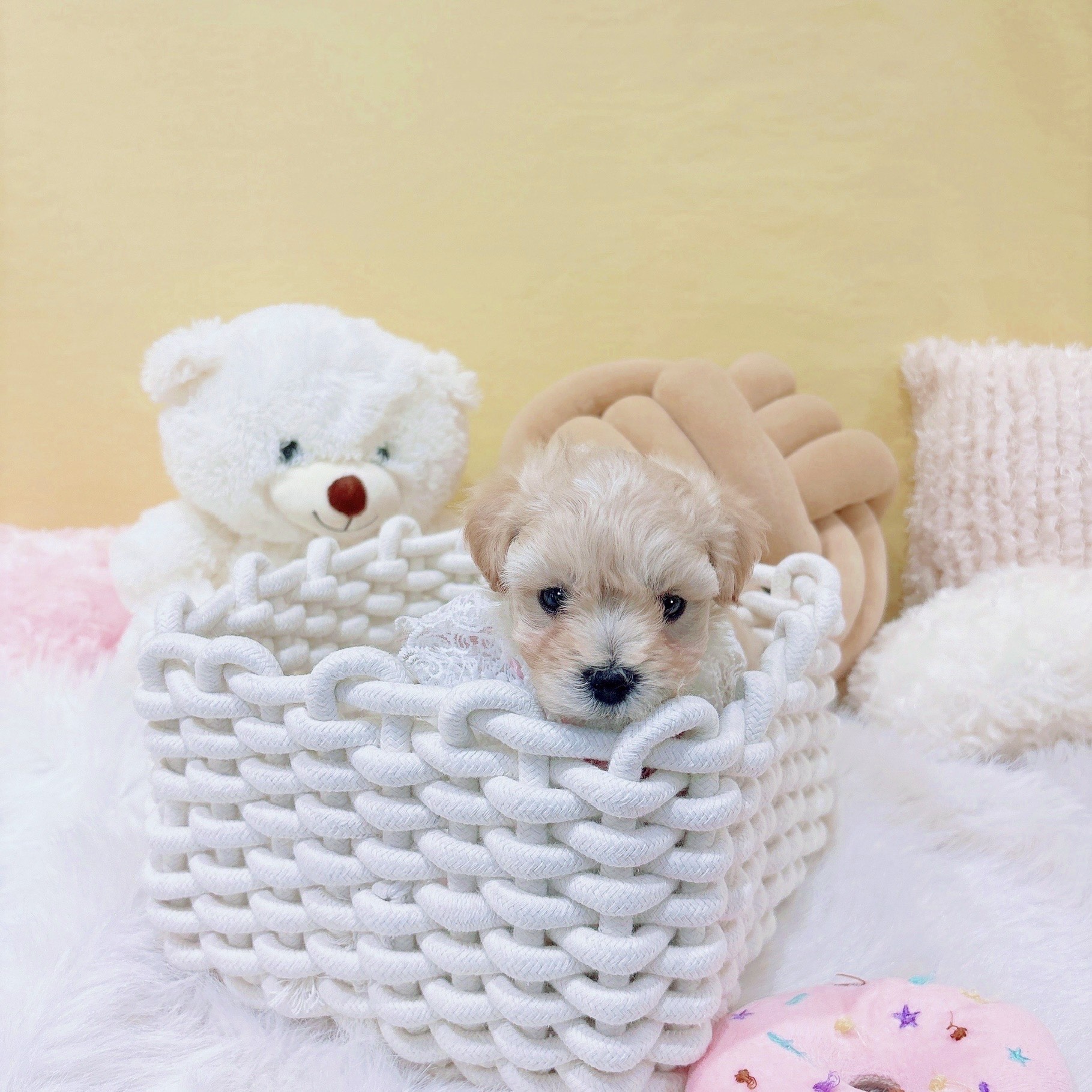 神奈川県のマルプー(マルチーズ×プードル) (犬の家＆猫の里元住吉ブレーメン通り店/2025年12月1日生まれ/女の子/クリーム)の子犬の4枚目の画像