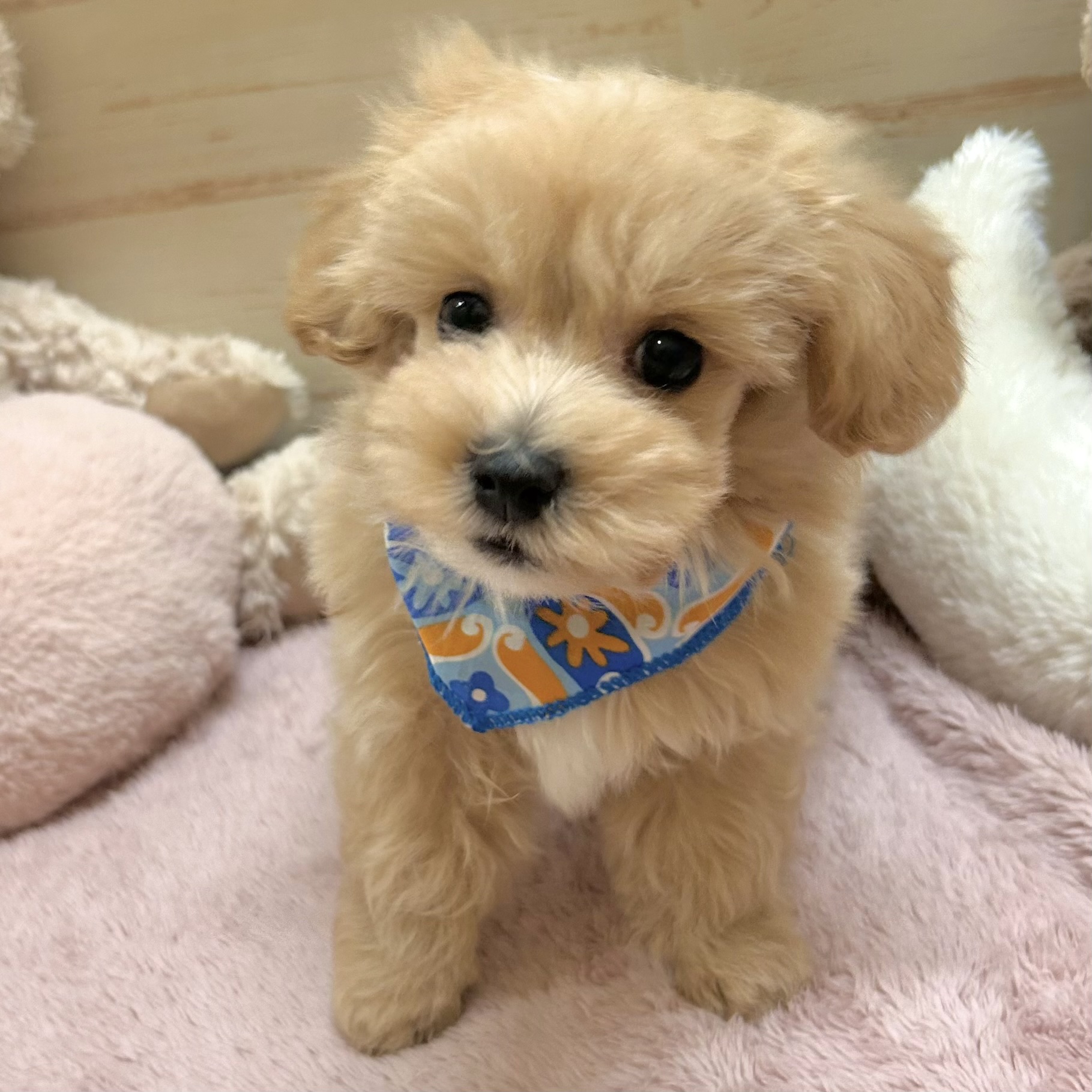 兵庫県のマルプー(マルチーズ×プードル) (犬の家＆猫の里神戸店/2026年1月24日生まれ/男の子/クリーム)の子犬の4枚目の画像