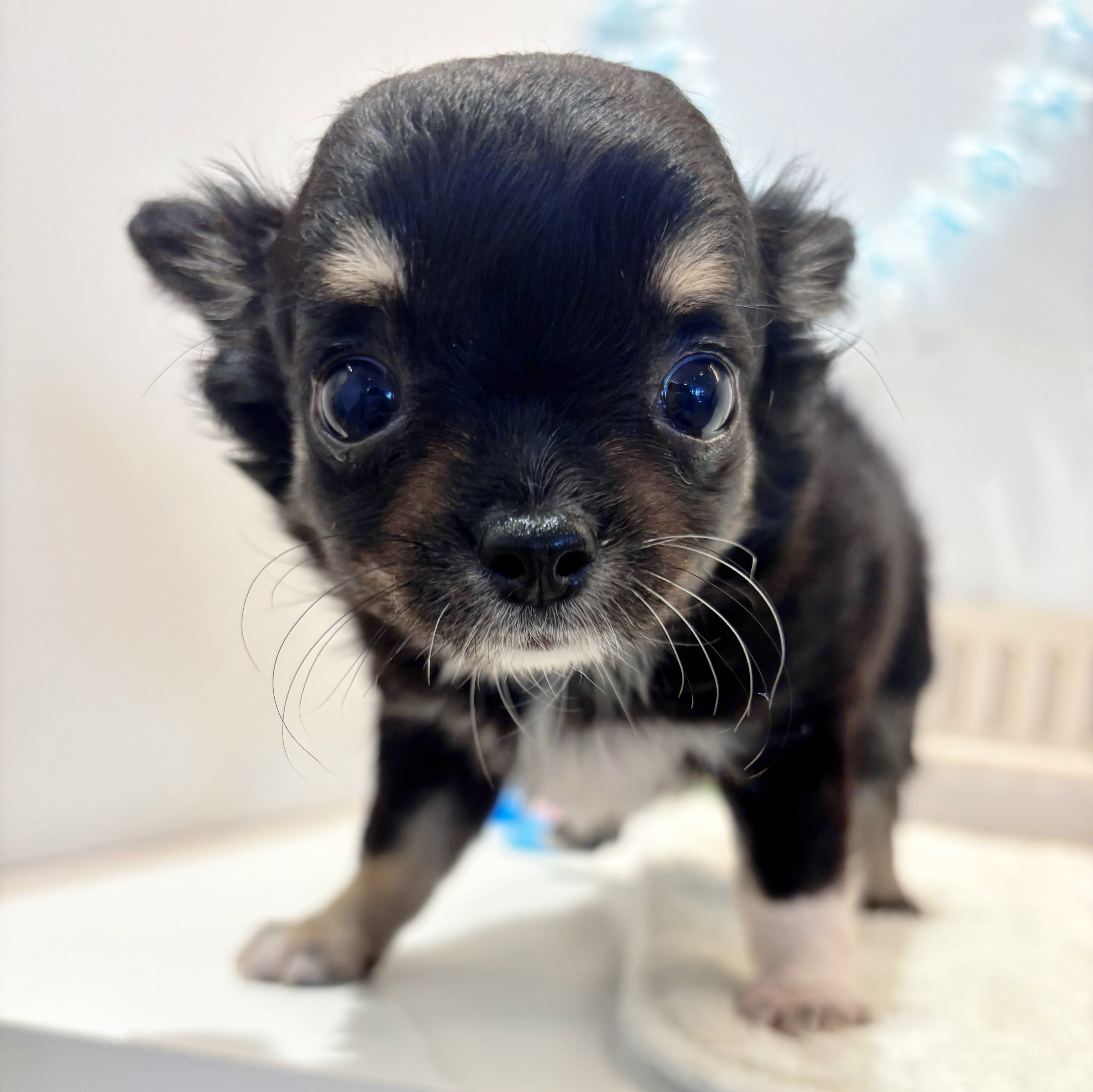 岡山県のチワワ(ロング) (犬の家＆猫の里天満屋ハピーズ西大寺モール店/2026年6月15日生まれ/女の子/ブラックタンホワイト)の子犬の4枚目の画像