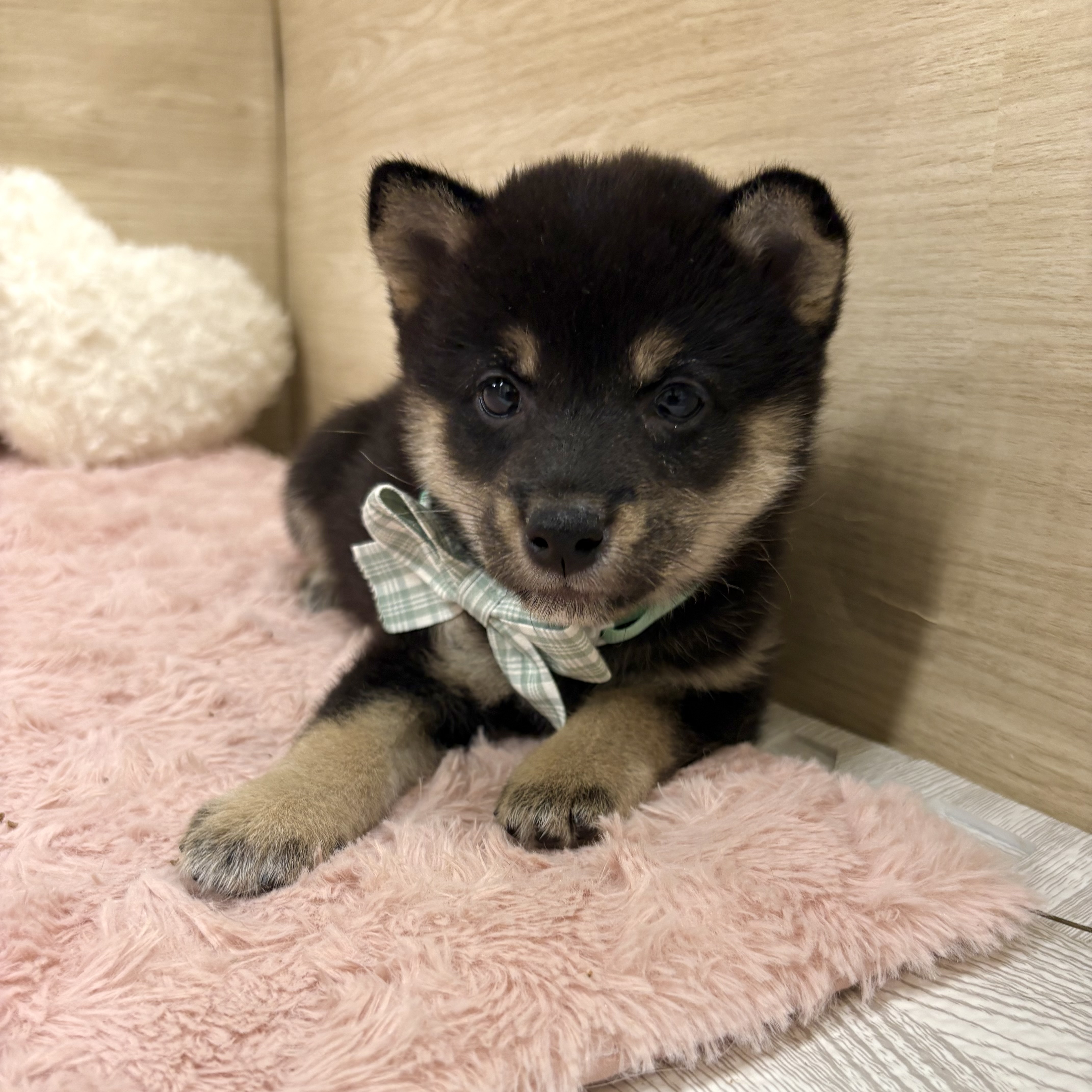 大阪府の豆柴 (犬の家＆猫の里そよら東岸和田店/2025年8月20日生まれ/男の子/黒)の子犬の4枚目の画像