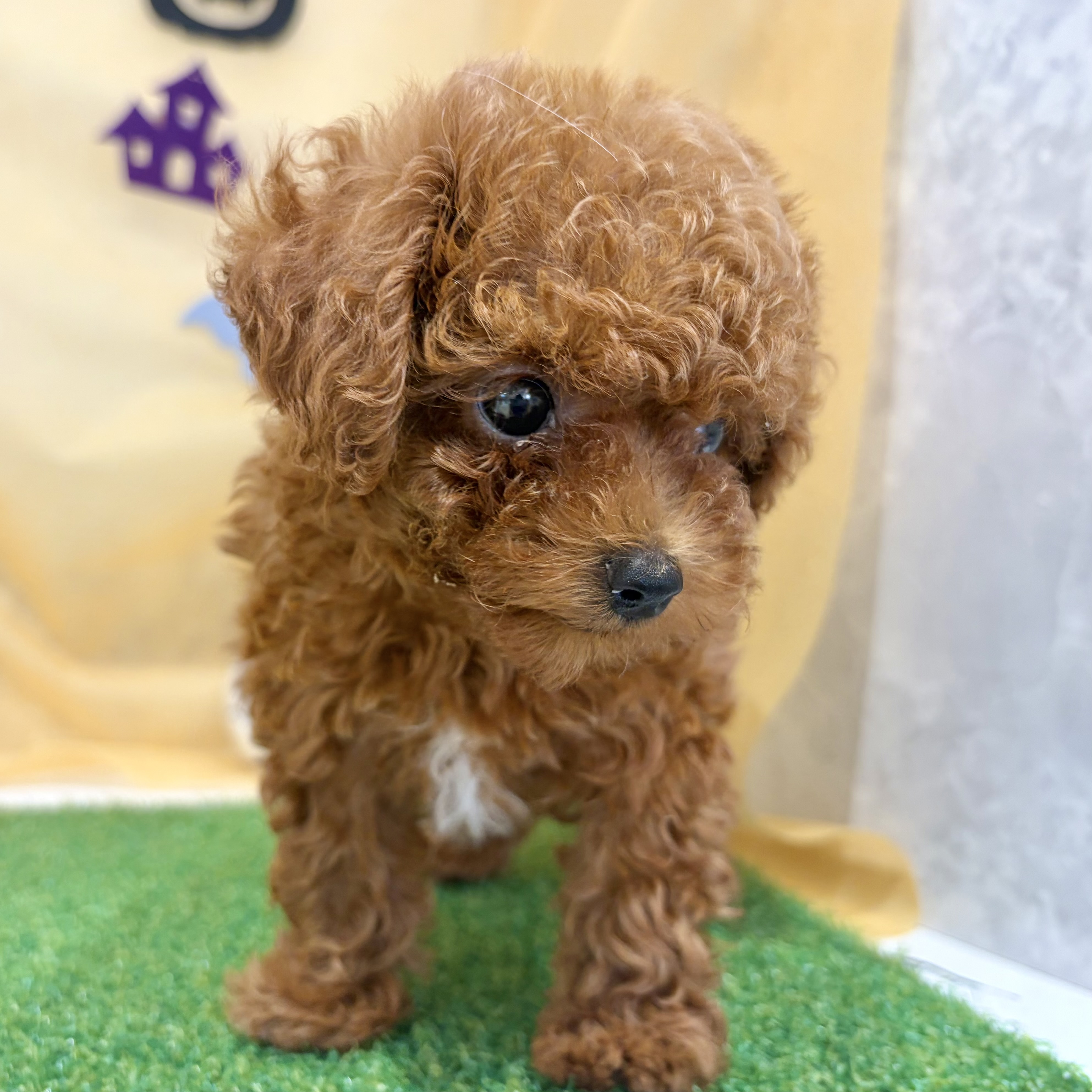 福岡県のトイプードル(タイニー) (犬の家＆猫の里くりえいと宗像店/2026年7月28日生まれ/男の子/レッド)の子犬の4枚目の画像