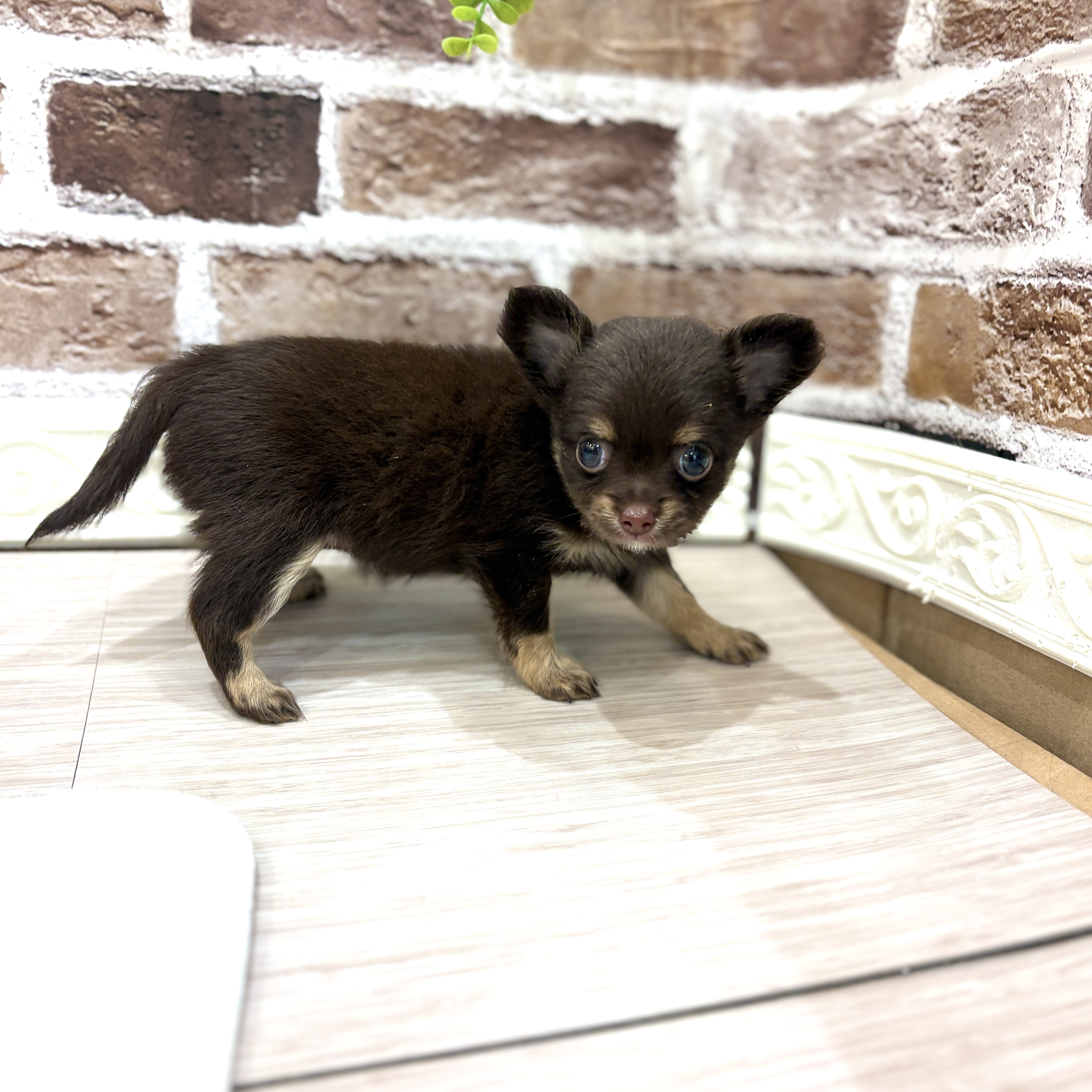 三重県のチワワ(ロング) (犬の家＆猫の里三重桑名店/2026年7月7日生まれ/女の子/チョコレートタン)の子犬の4枚目の画像