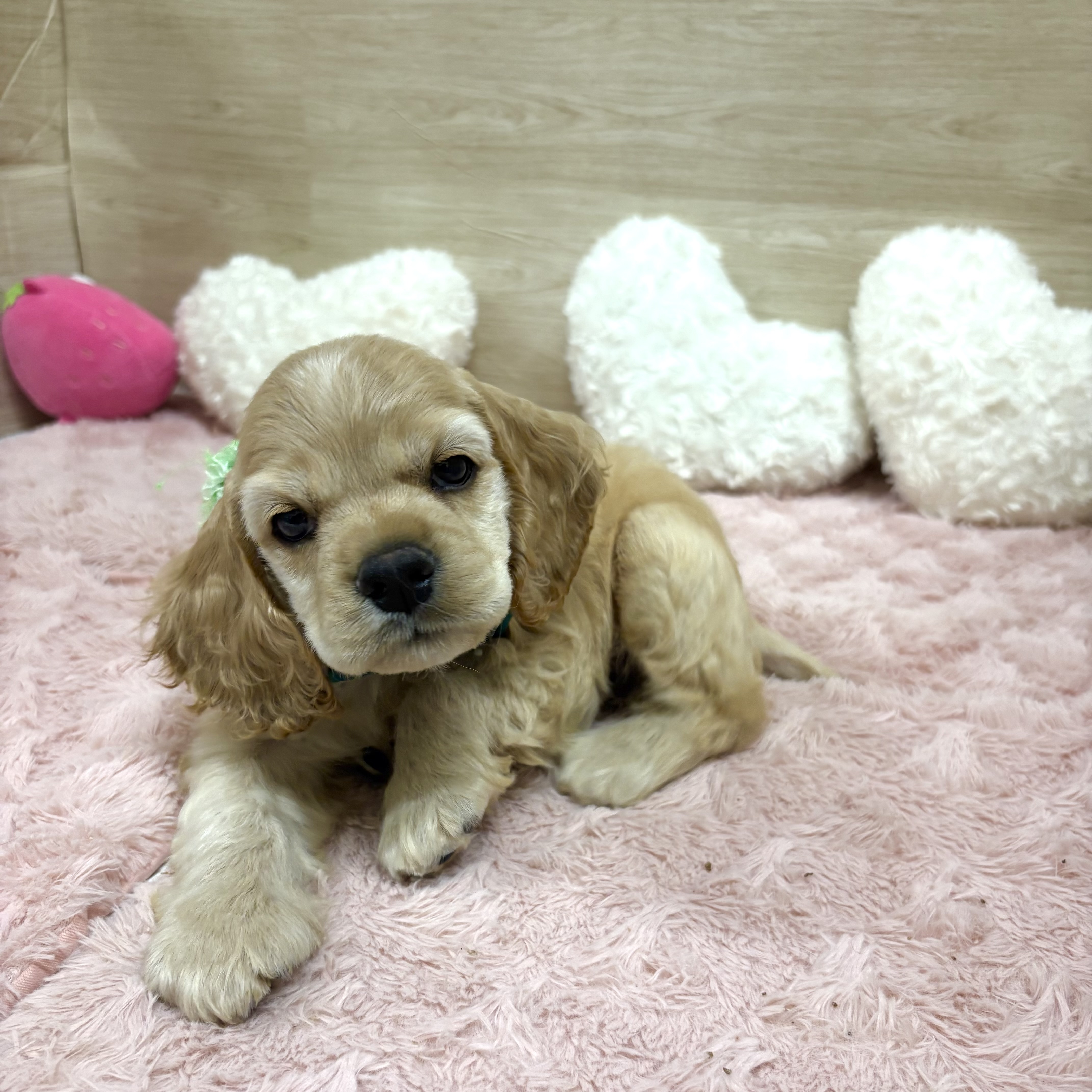 大阪府のアメリカンコッカースパニエル (犬の家＆猫の里そよら東岸和田店/2025年8月21日生まれ/男の子/バフ)の子犬の4枚目の画像