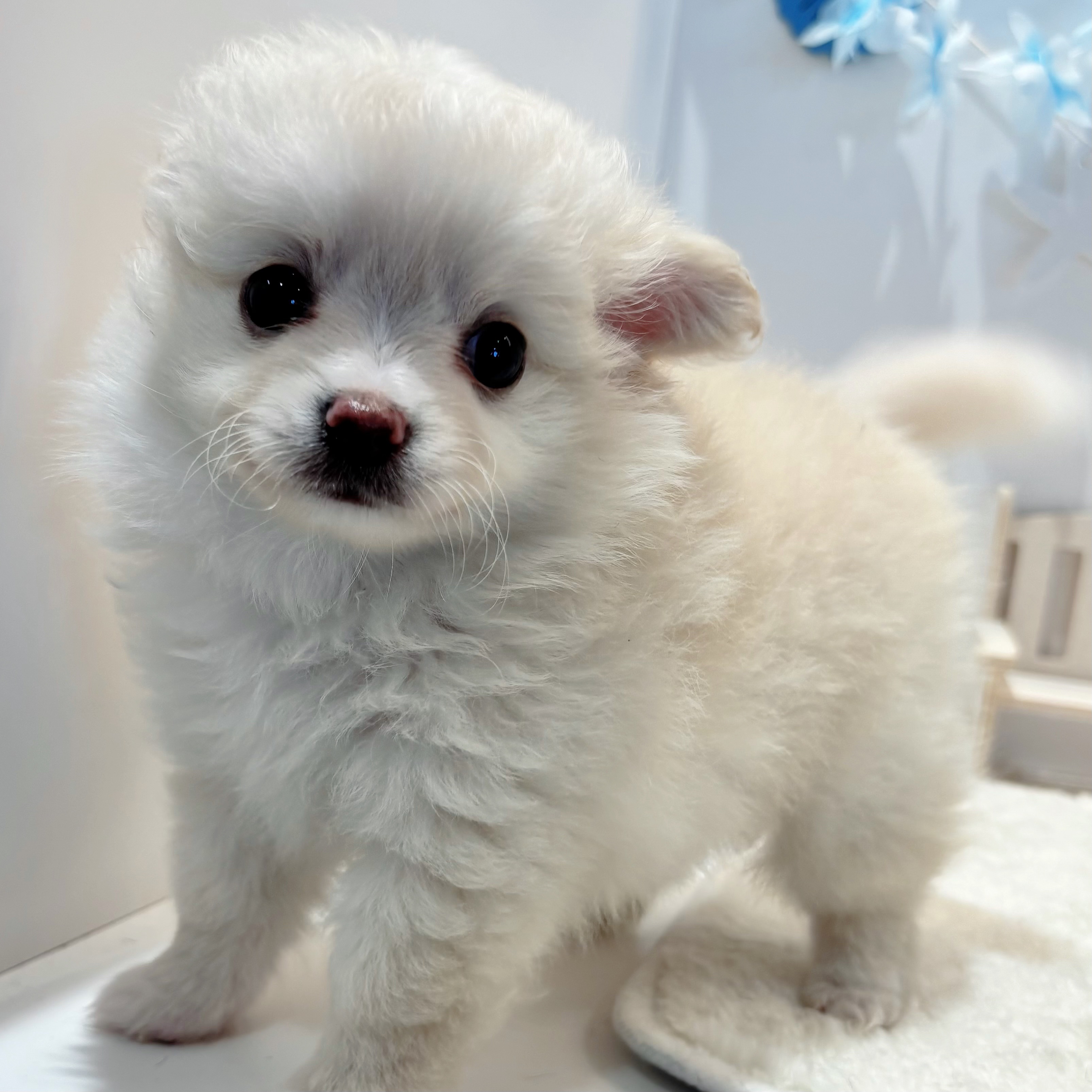 岡山県のポメチワ/チワポメ/ポメチー(ポメラニアン×チワワ) (犬の家＆猫の里天満屋ハピーズ西大寺モール店/2026年6月21日生まれ/女の子/クリーム)の子犬の4枚目の画像