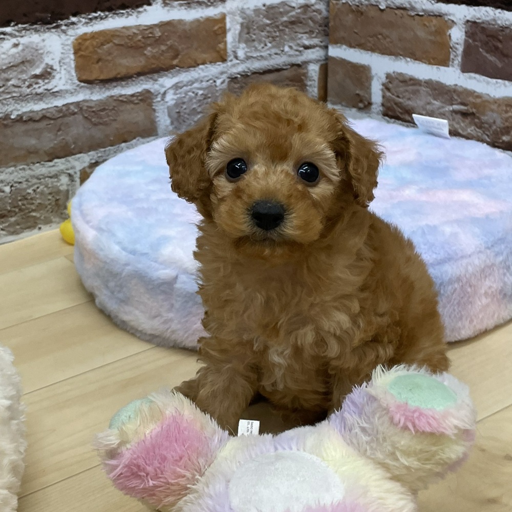 愛知県のトイプードル(トイ) (犬の家＆猫の里七宝店/2025年10月15日生まれ/男の子/オレンジフォーン)の子犬の4枚目の画像