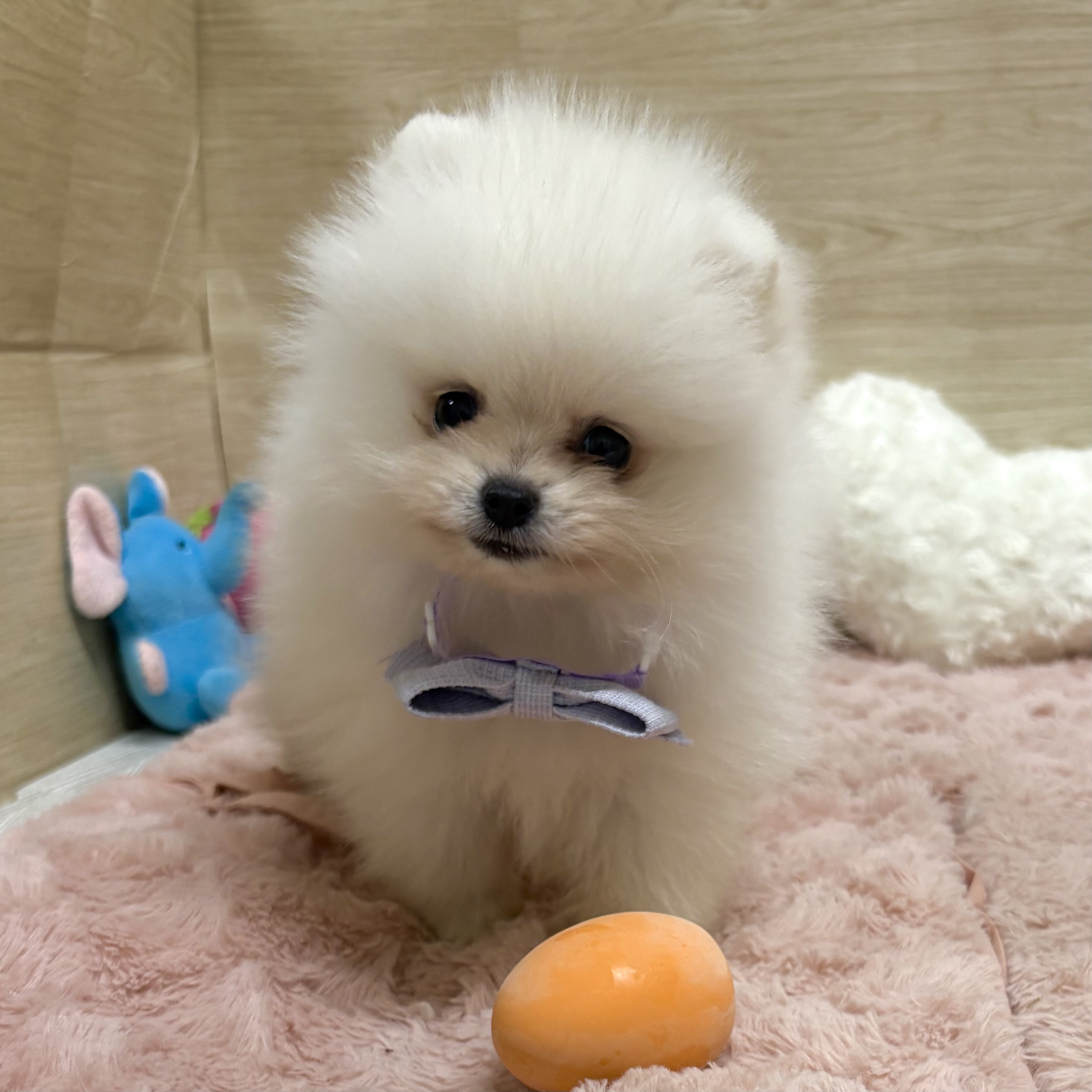 大阪府のポメラニアン (犬の家＆猫の里そよら東岸和田店/2025年8月18日生まれ/男の子/クリーム)の子犬の4枚目の画像