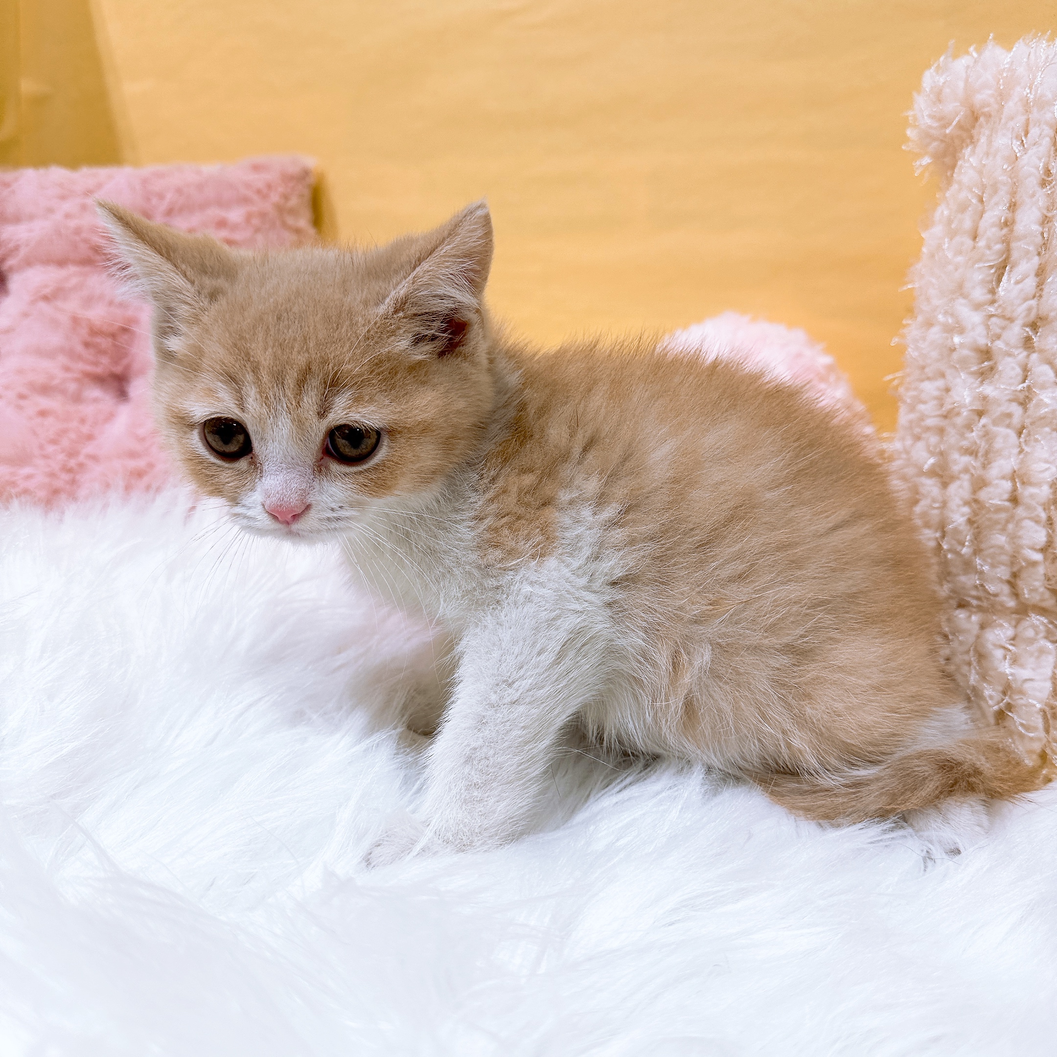 神奈川県のブリティッシュショートヘアー (犬の家＆猫の里元住吉ブレーメン通り店/2026年1月11日生まれ/男の子/クリームホワイト)の子猫の4枚目の画像