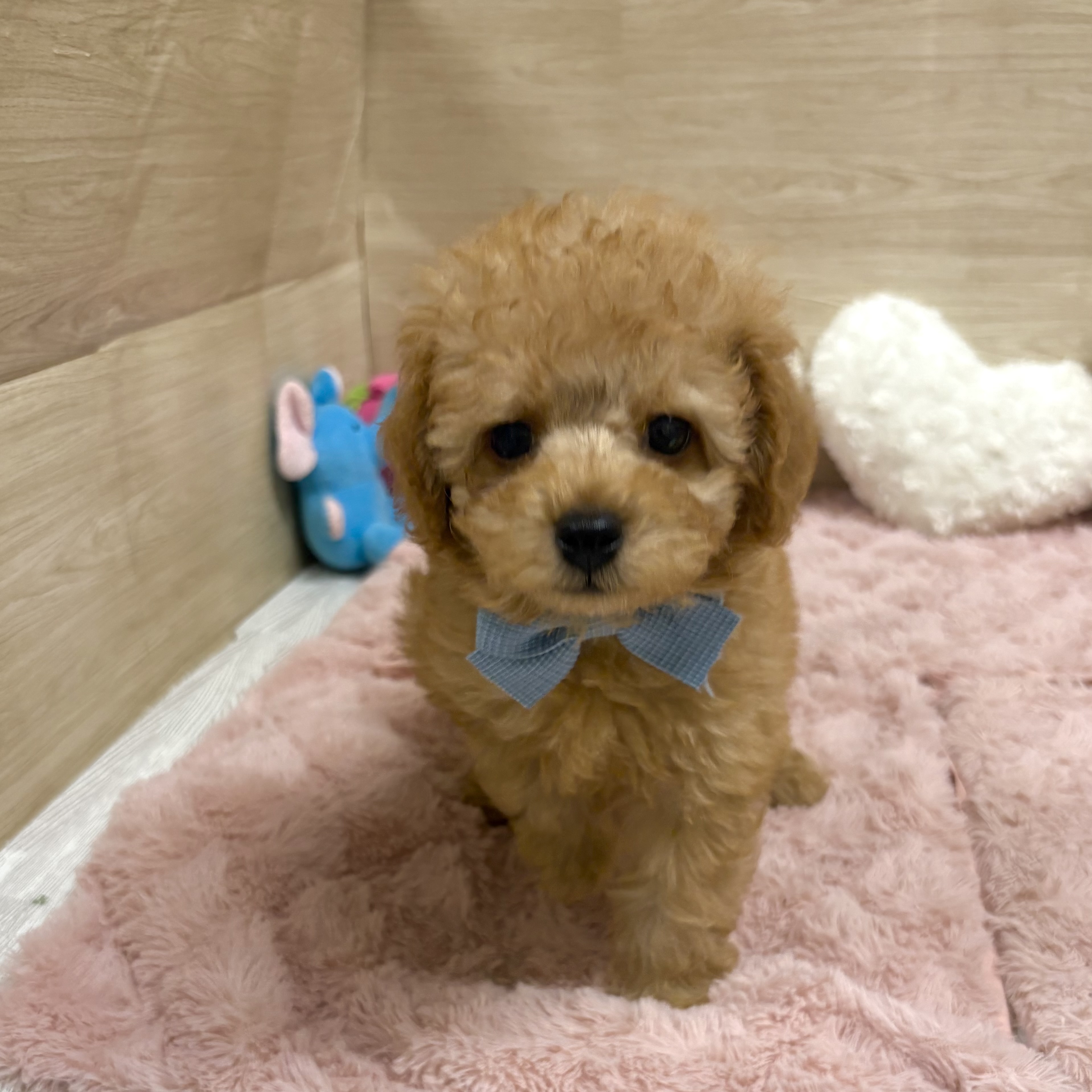 大阪府のトイプードル(トイ) (犬の家＆猫の里そよら東岸和田店/2025年8月14日生まれ/男の子/オレンジフォーン)の子犬の4枚目の画像