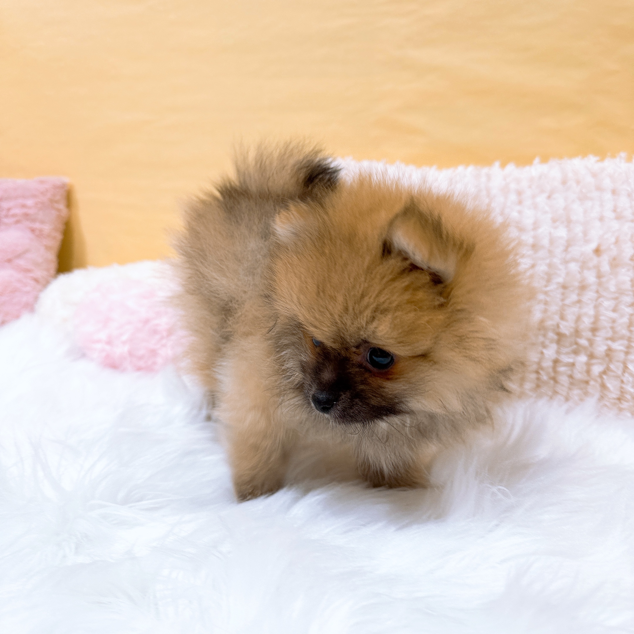 神奈川県のポメラニアン (犬の家＆猫の里元住吉ブレーメン通り店/2026年1月15日生まれ/男の子/オレンジセーブル)の子犬の4枚目の画像