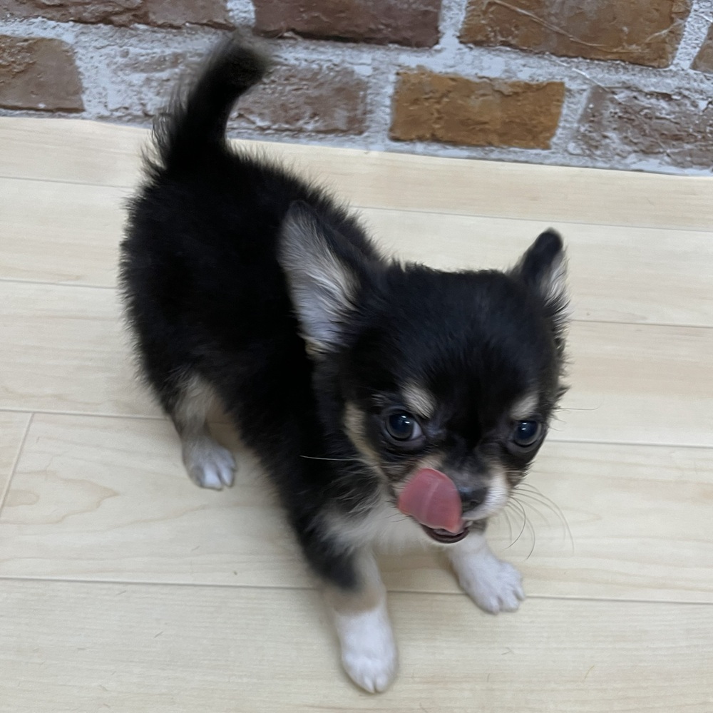 愛知県のチワワ(ロング) (犬の家＆猫の里七宝店/2025年10月18日生まれ/男の子/ブラックタンホワイト)の子犬の4枚目の画像