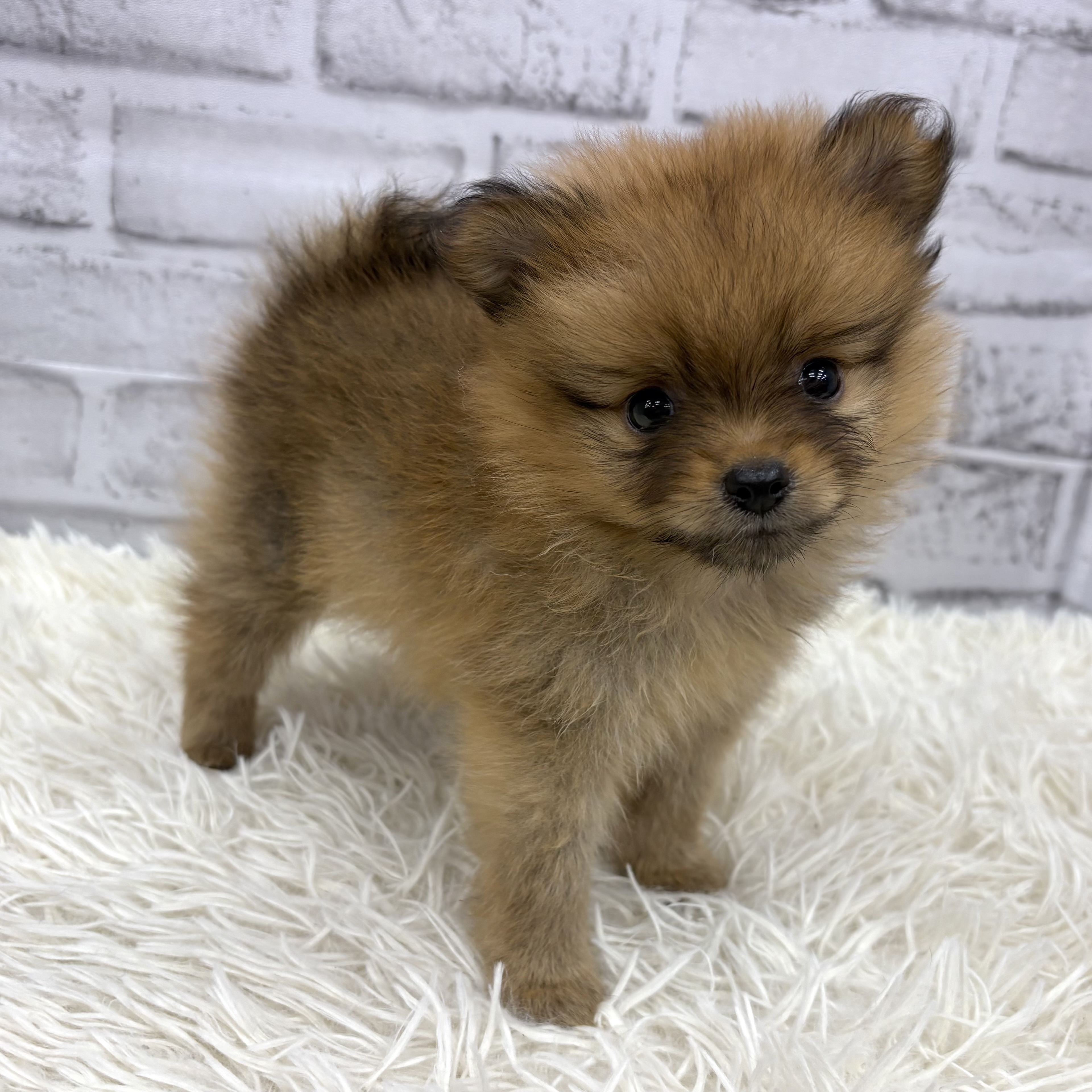 愛知県のポメラニアン (犬の家＆猫の里MEGAドン・キホーテ東海名和店/2026年5月10日生まれ/女の子/オレンジ)の子犬の4枚目の画像