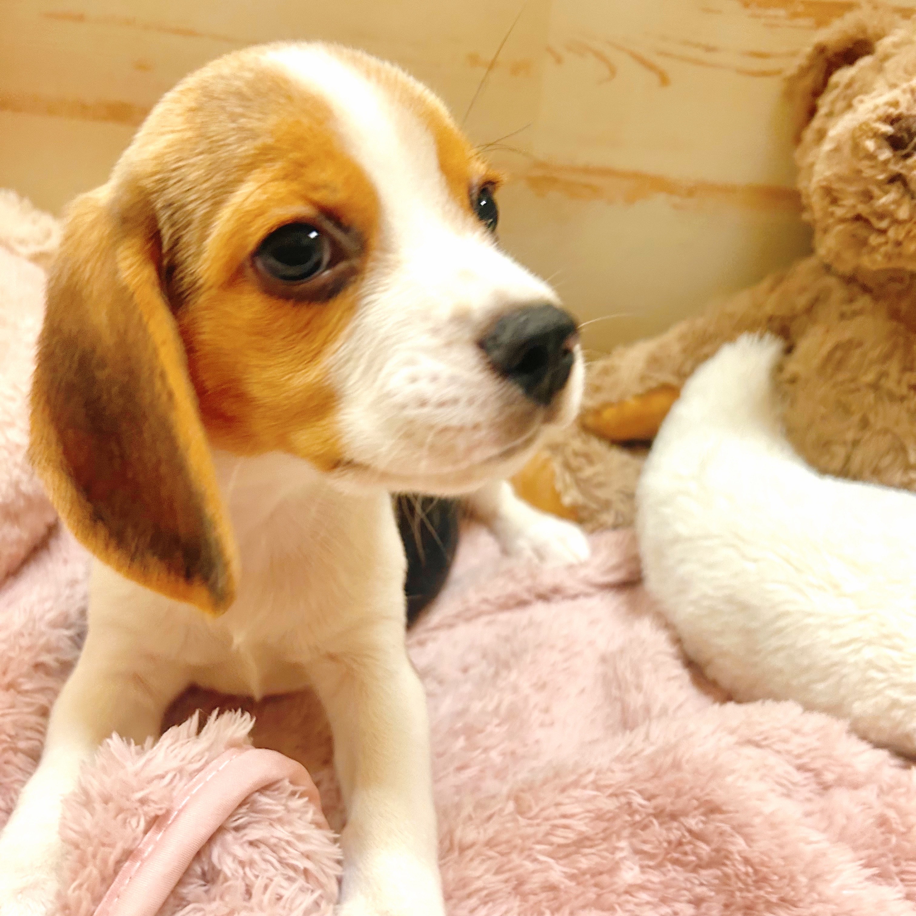 兵庫県のビーグル (犬の家＆猫の里神戸店/2025年7月16日生まれ/男の子/ブラックタンホワイト)の子犬の4枚目の画像