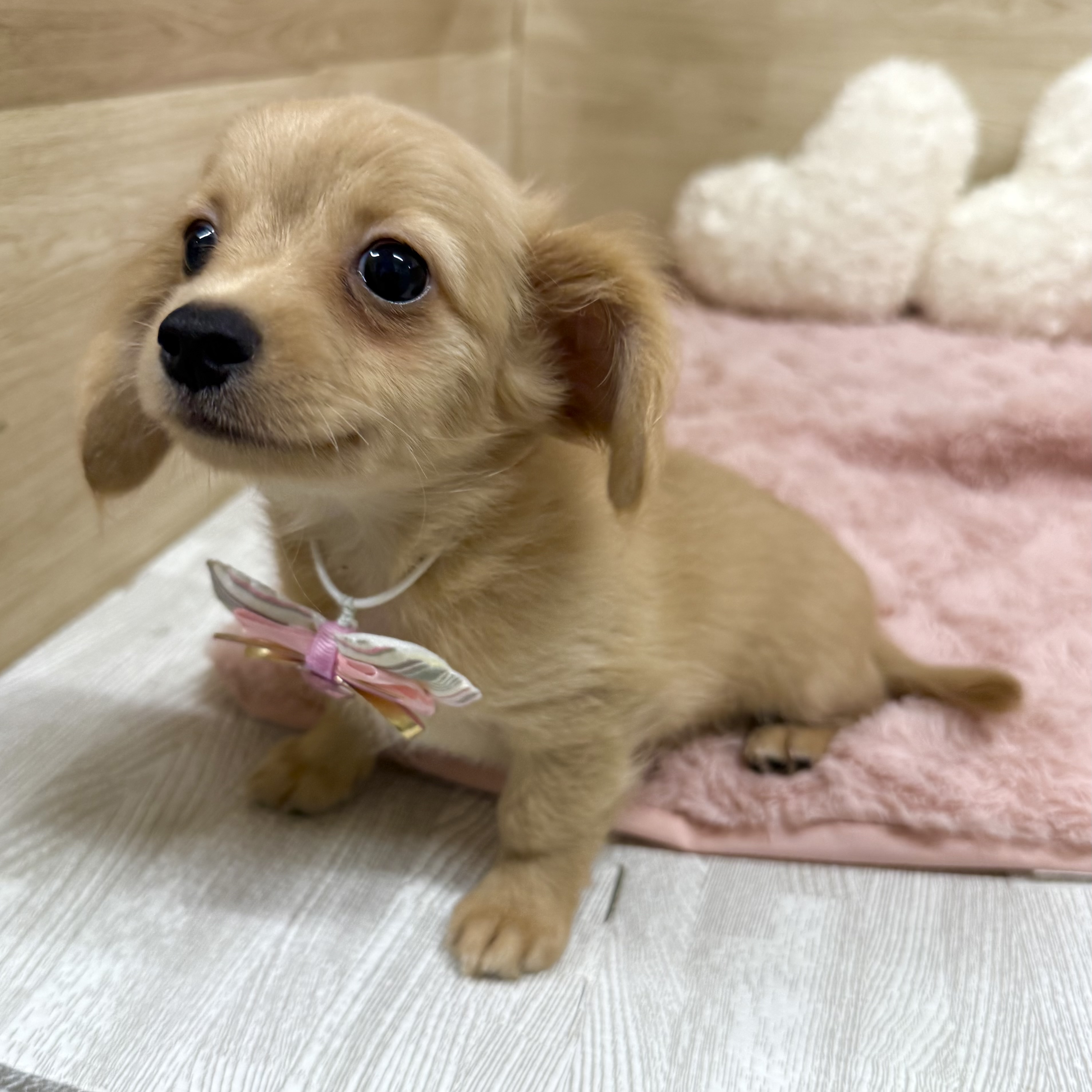 大阪府のチワックス(チワワ×ダックス) (犬の家＆猫の里そよら東岸和田店/2025年7月28日生まれ/男の子/クリーム)の子犬の4枚目の画像