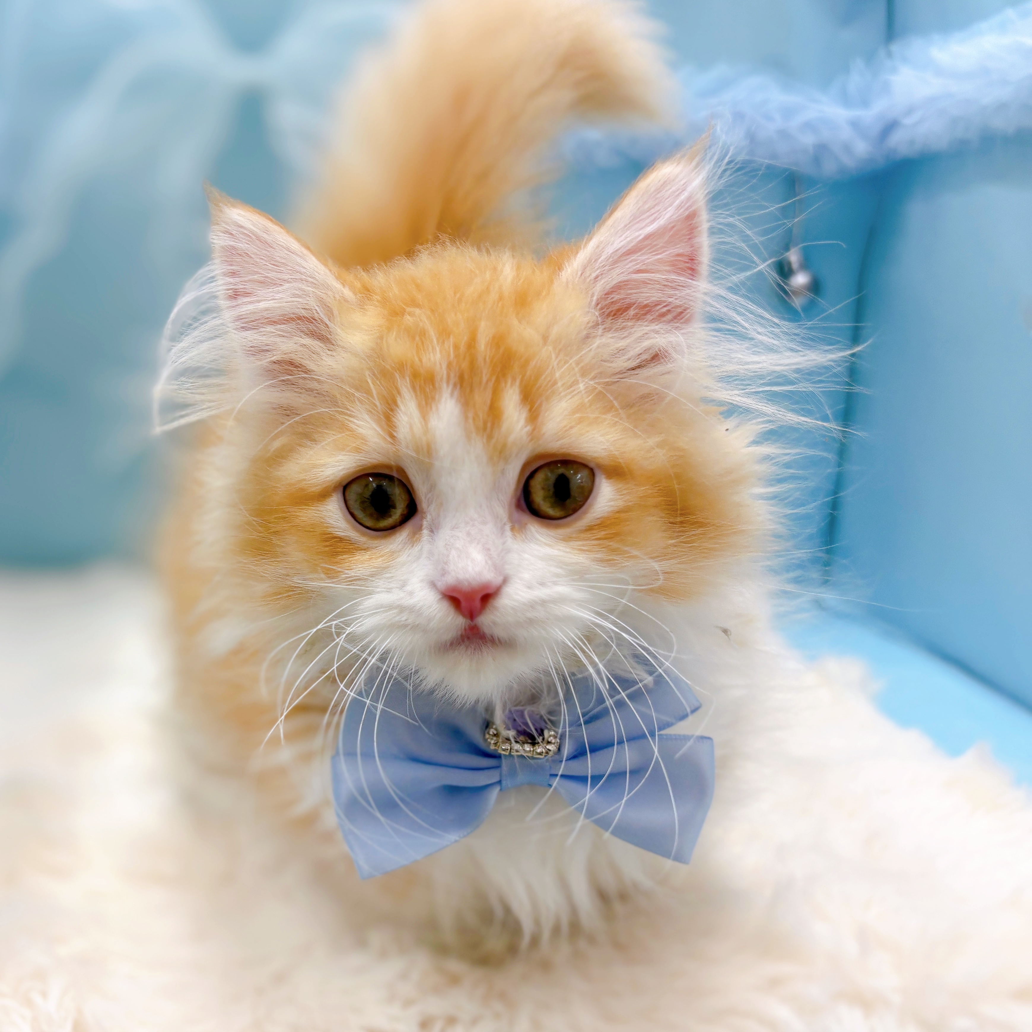 福井県のミヌエット (犬の家＆猫の里アミーゴ福井大和田店/2026年4月11日生まれ/男の子/レッドタビーホワイト)の子猫の4枚目の画像