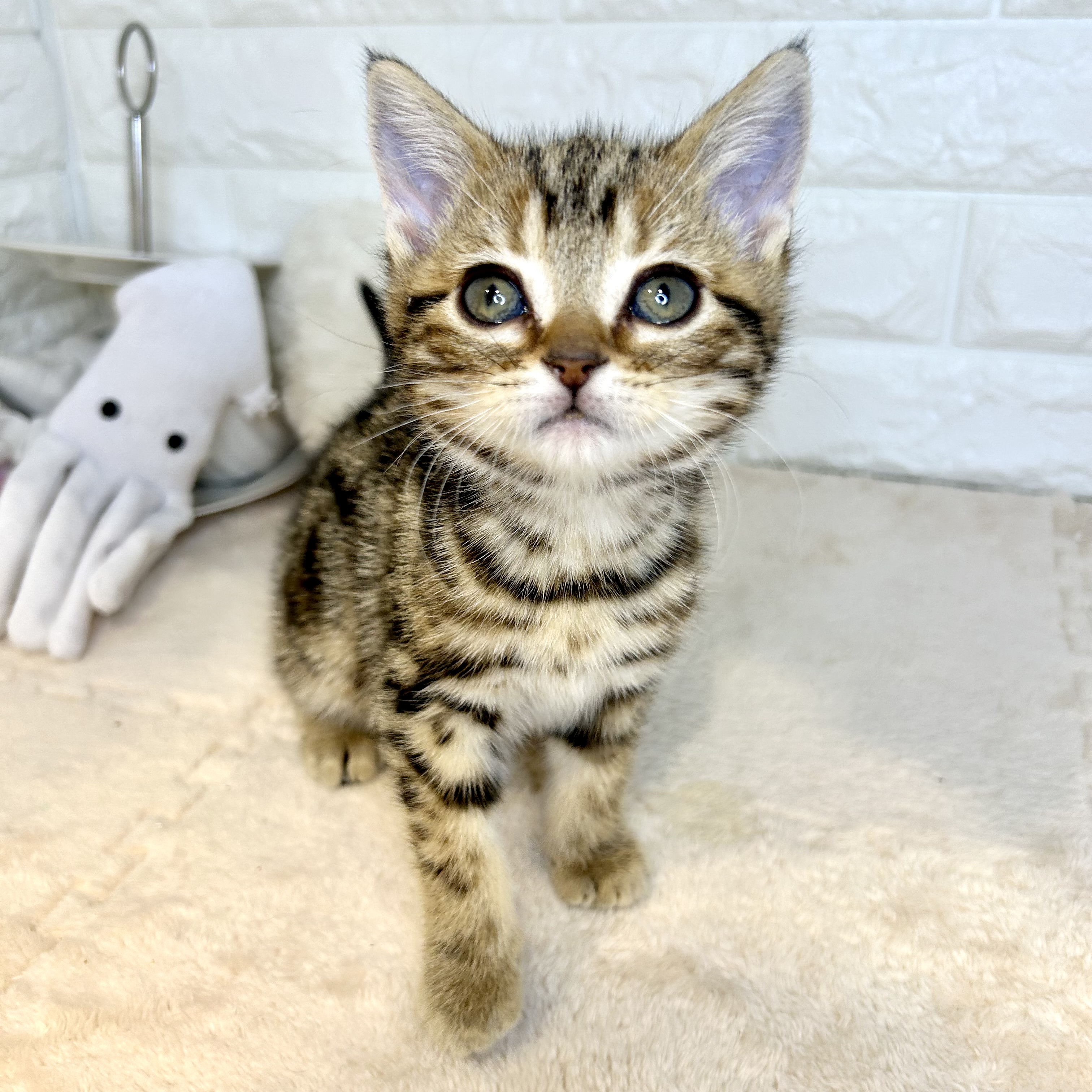 東京都のアメリカンショートヘアー (犬の家＆猫の里新宿店/2025年12月2日生まれ/女の子/ブラウンタビー)の子猫の4枚目の画像