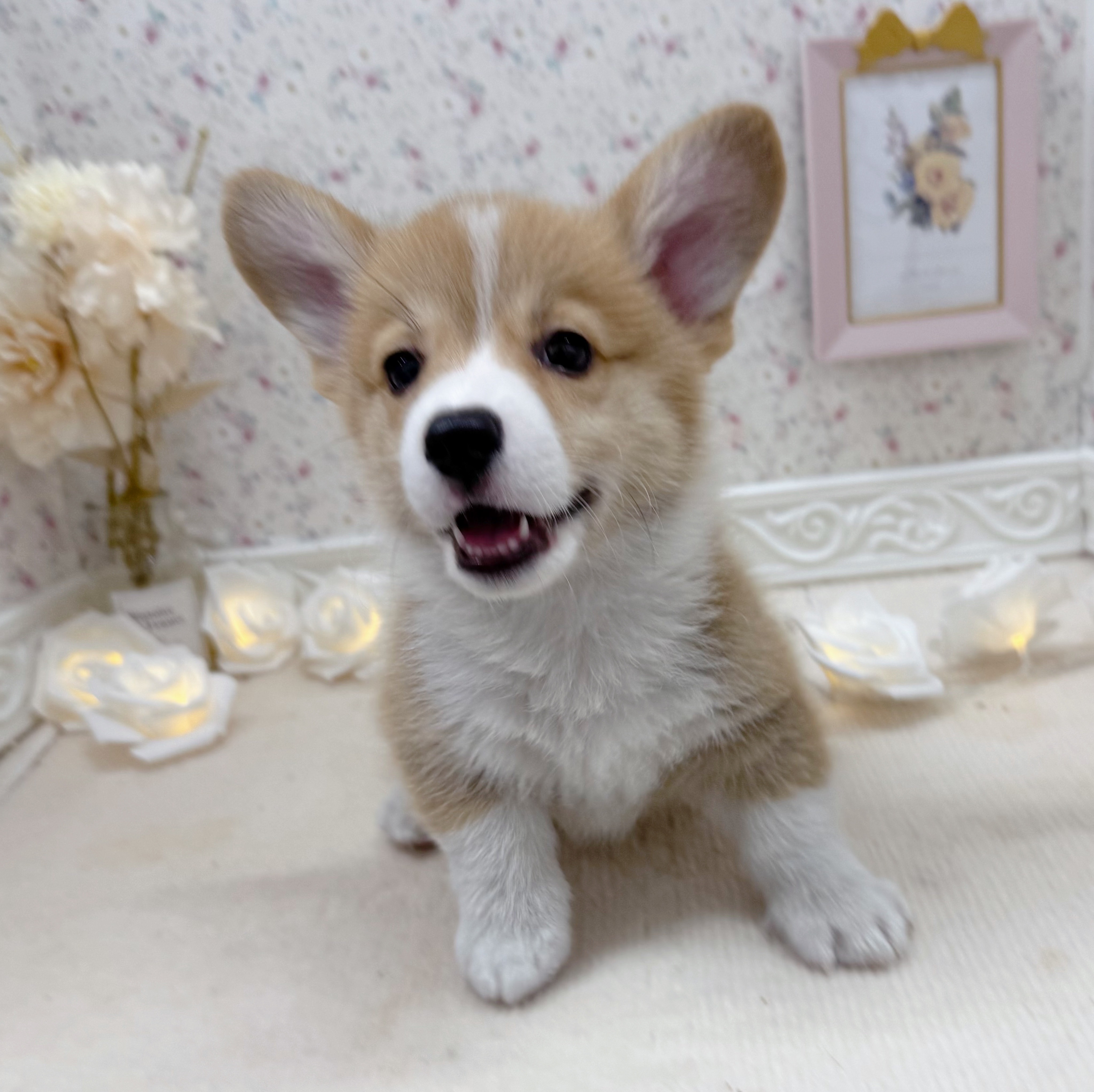 石川県のウェルシュコーギーペンブローク (犬の家＆猫の里アミーゴ金沢有松店/2025年6月8日生まれ/男の子/レッドホワイト)の子犬の4枚目の画像