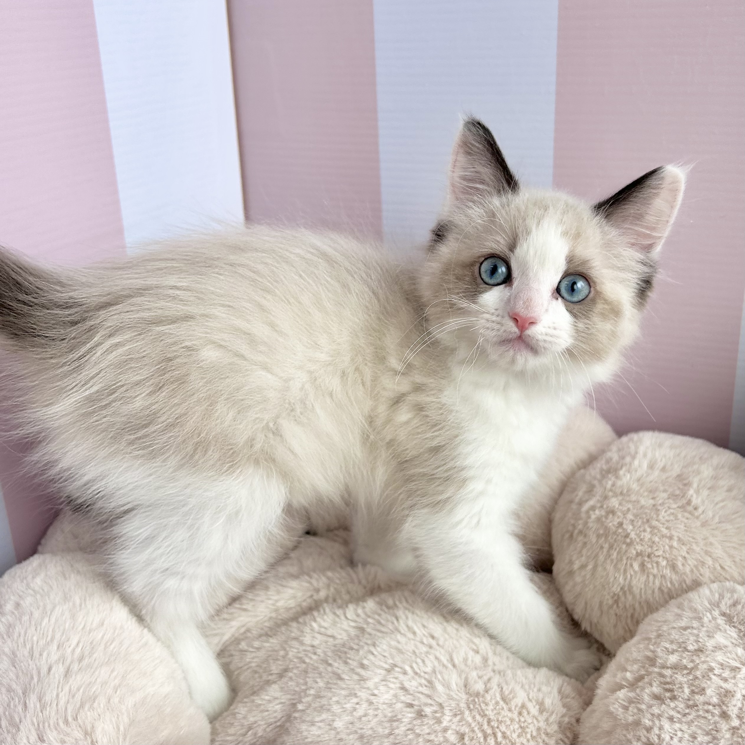 岡山県のラグドール (犬の家＆猫の里倉敷中庄店/2025年9月4日生まれ/男の子/シールポイントバイカラー)の子猫の4枚目の画像