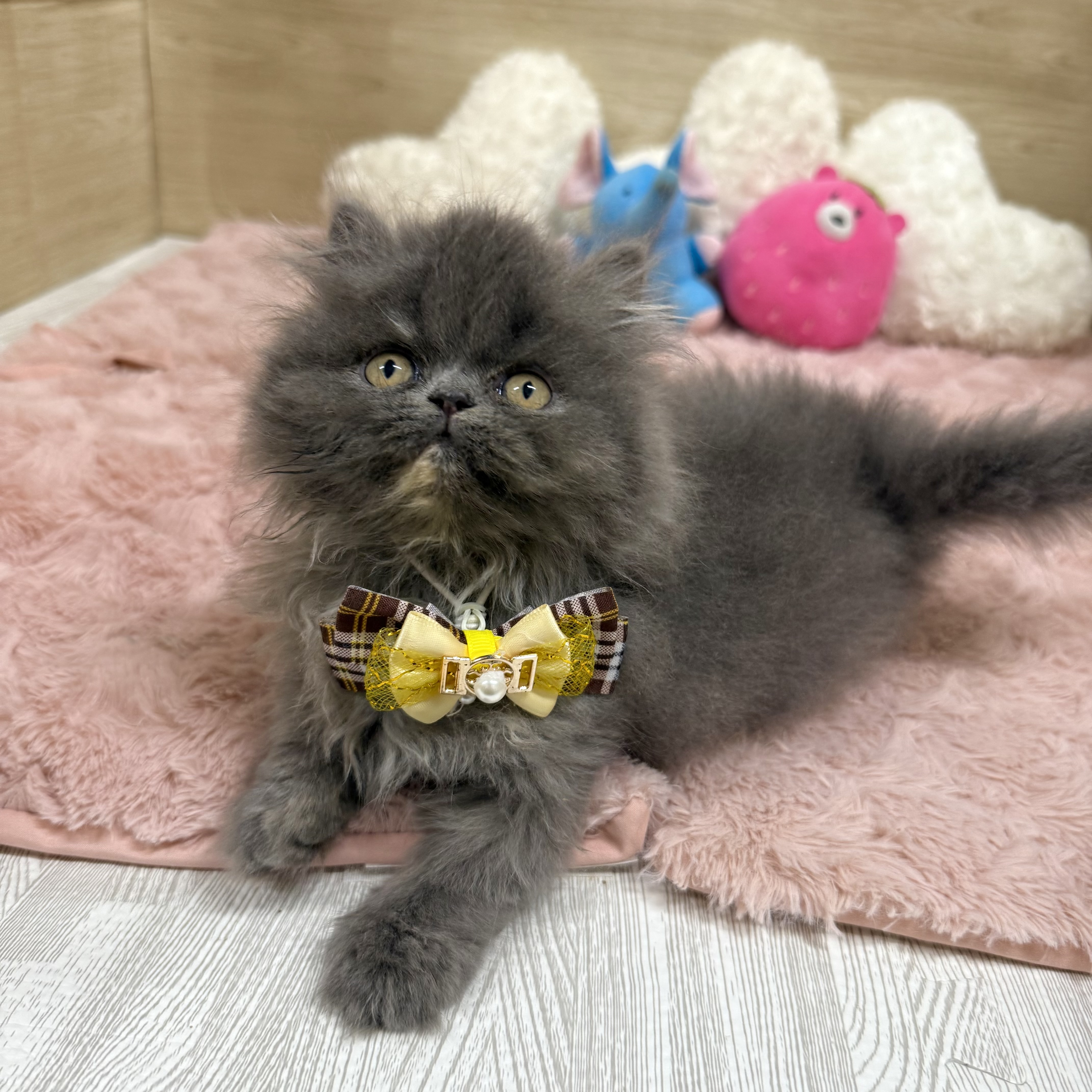 大阪府のエキゾチック (犬の家&猫の里そよら東岸和田店/2025年7月27日生まれ/女の子/ブルークリーム)の子猫の4枚目の画像
