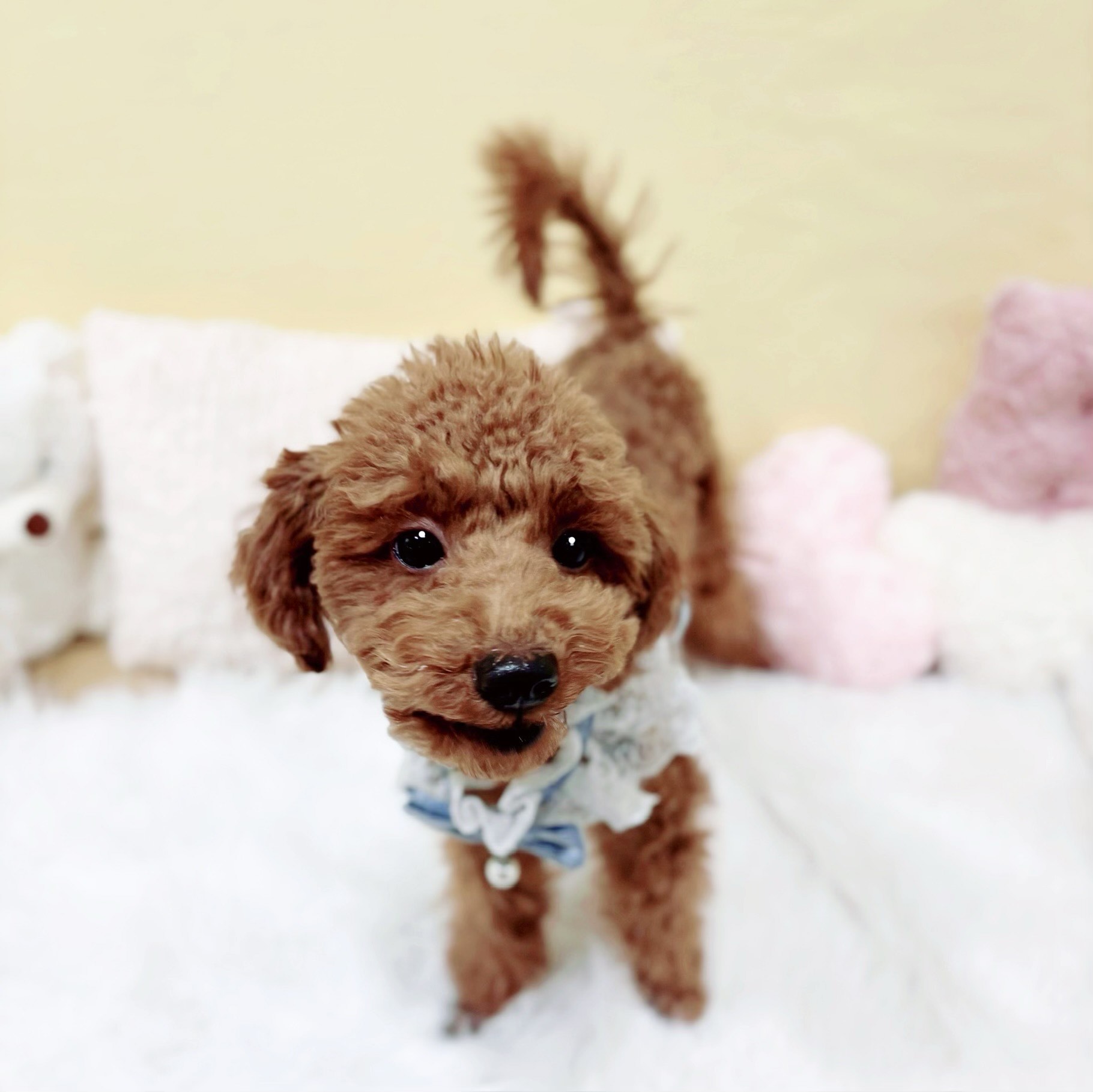 神奈川県のトイプードル(トイ) (犬の家＆猫の里元住吉ブレーメン通り店/2025年8月24日生まれ/男の子/レッド)の子犬の4枚目の画像