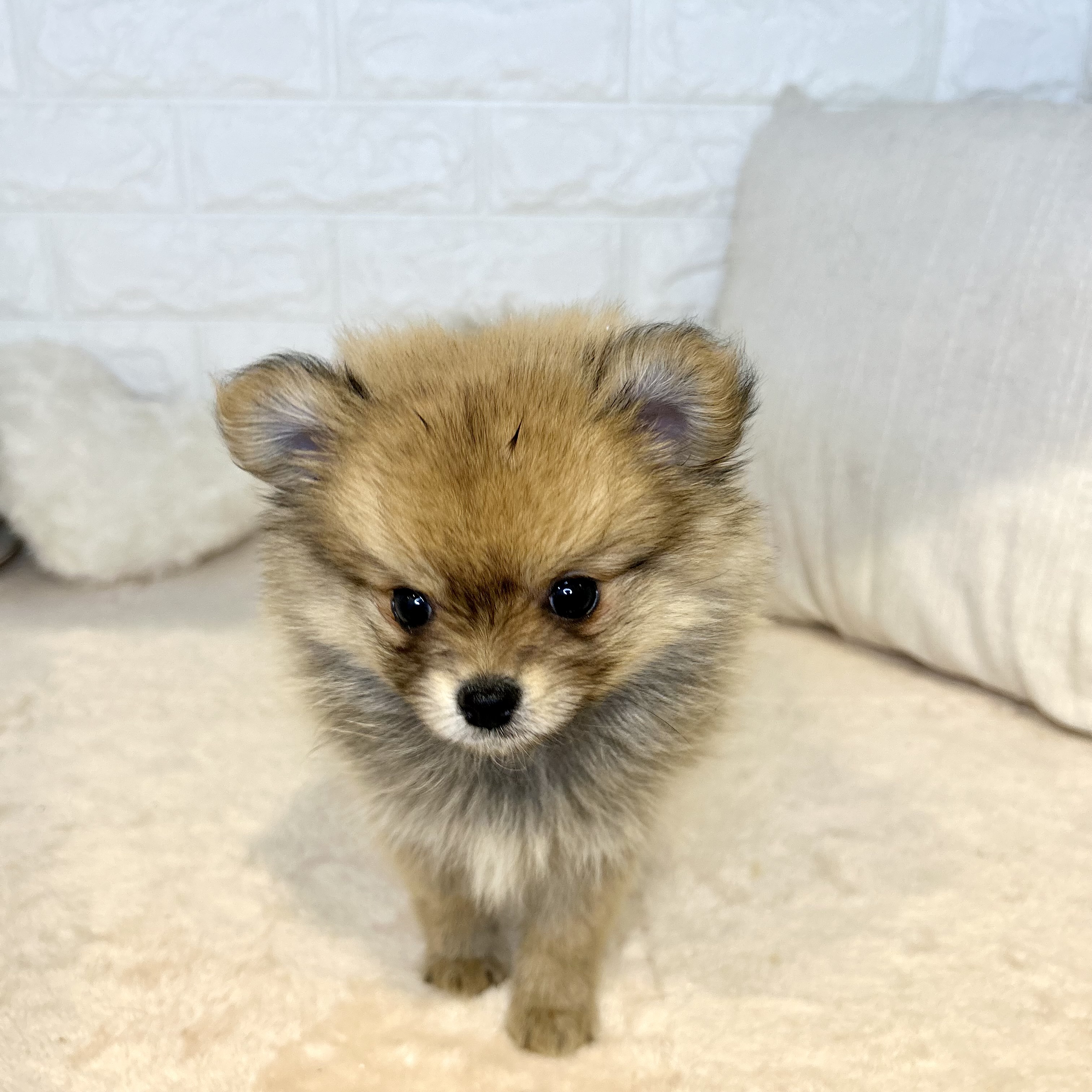 東京都のポメチワ/チワポメ/ポメチー(ポメラニアン×チワワ) (犬の家＆猫の里新宿店/2025年12月7日生まれ/女の子/フォーン)の子犬の4枚目の画像