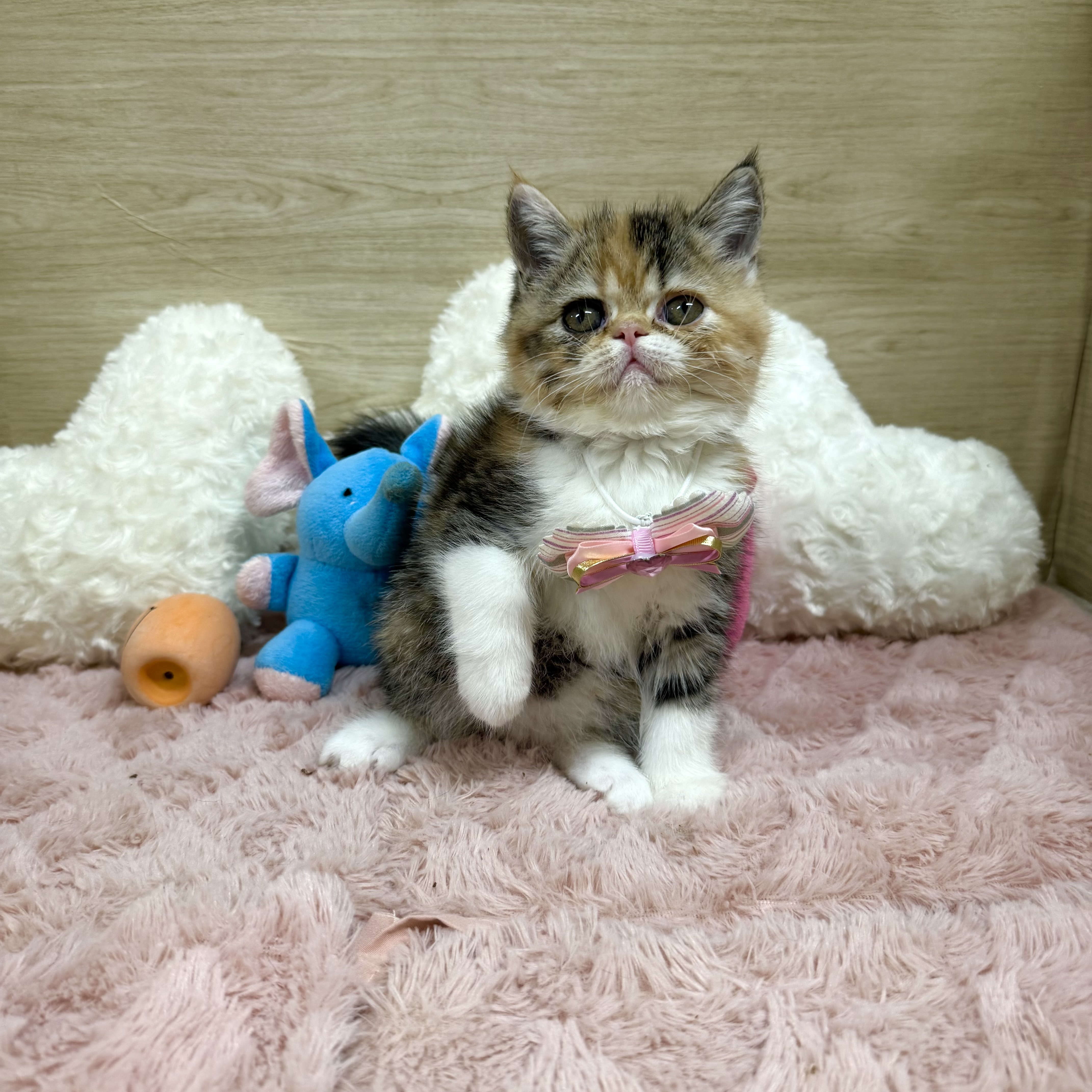 大阪府のミヌエット (犬の家＆猫の里そよら東岸和田店/2025年8月3日生まれ/女の子/キャリコ)の子猫の4枚目の画像