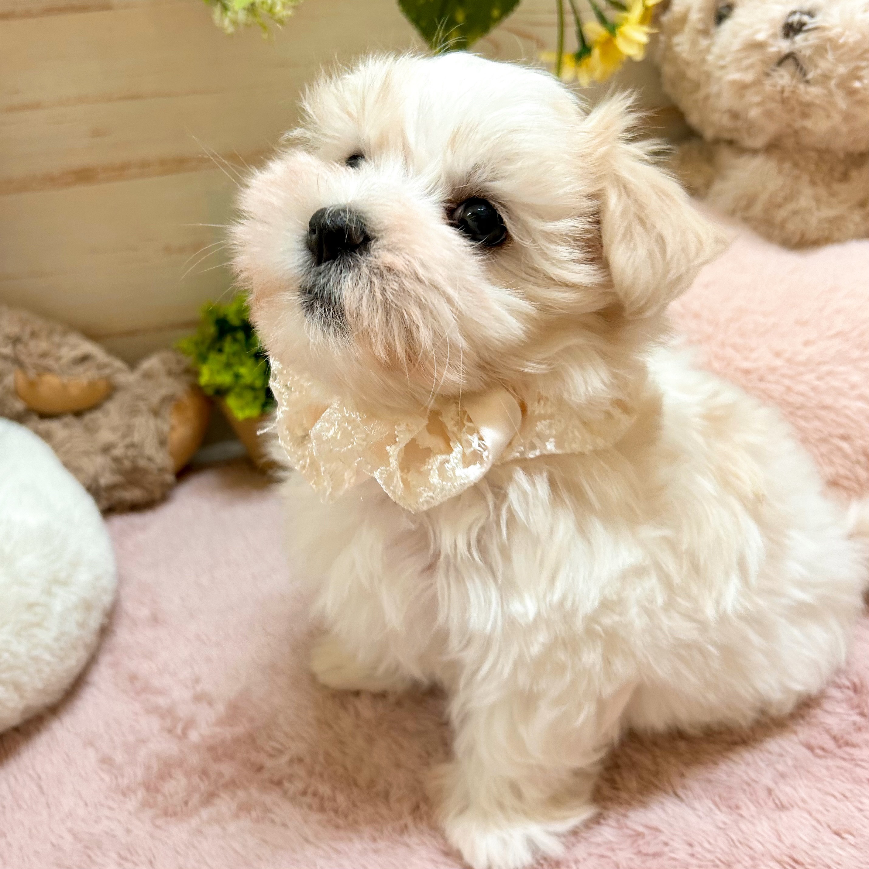 兵庫県のマルチーズ (犬の家＆猫の里神戸店/2026年2月4日生まれ/女の子/ホワイト)の子犬の4枚目の画像