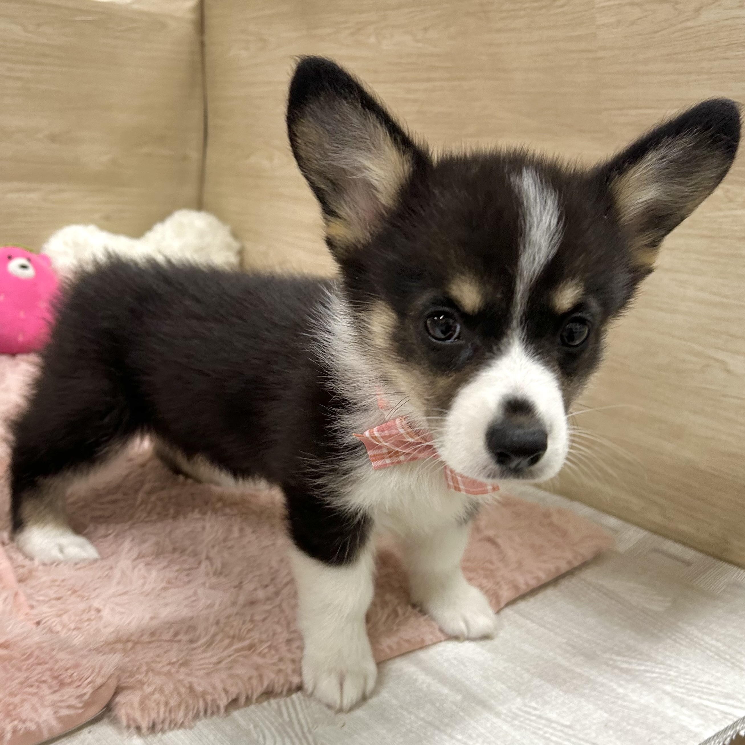 大阪府のウェルシュコーギーペンブローク (犬の家＆猫の里そよら東岸和田店/2025年7月16日生まれ/女の子/ブラックタンホワイト)の子犬の4枚目の画像