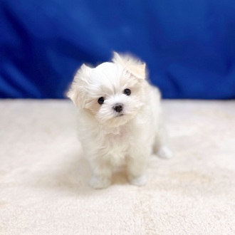 愛知県のマルチーズ (犬の家＆猫の里一宮店/2025年10月19日生まれ/女の子/ホワイト)の子犬の4枚目の画像