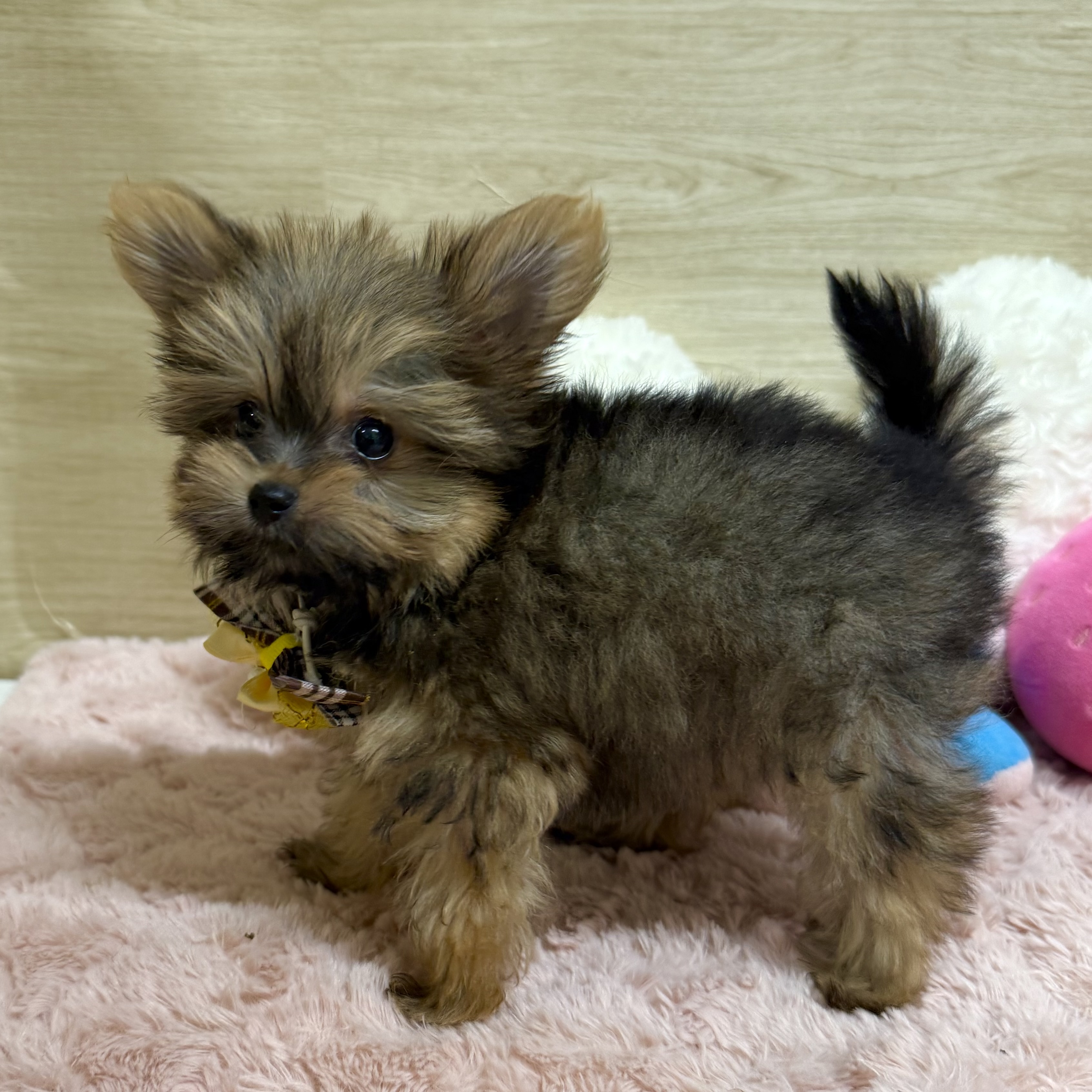 大阪府のポメキー(ポメラニアン×ヨークシャーテリア) (犬の家＆猫の里そよら東岸和田店/2025年7月26日生まれ/女の子/オレンジセーブル)の子犬の4枚目の画像