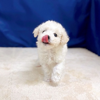 愛知県のビションフリーゼ (犬の家＆猫の里一宮店/2025年10月24日生まれ/男の子/ホワイト)の子犬の4枚目の画像