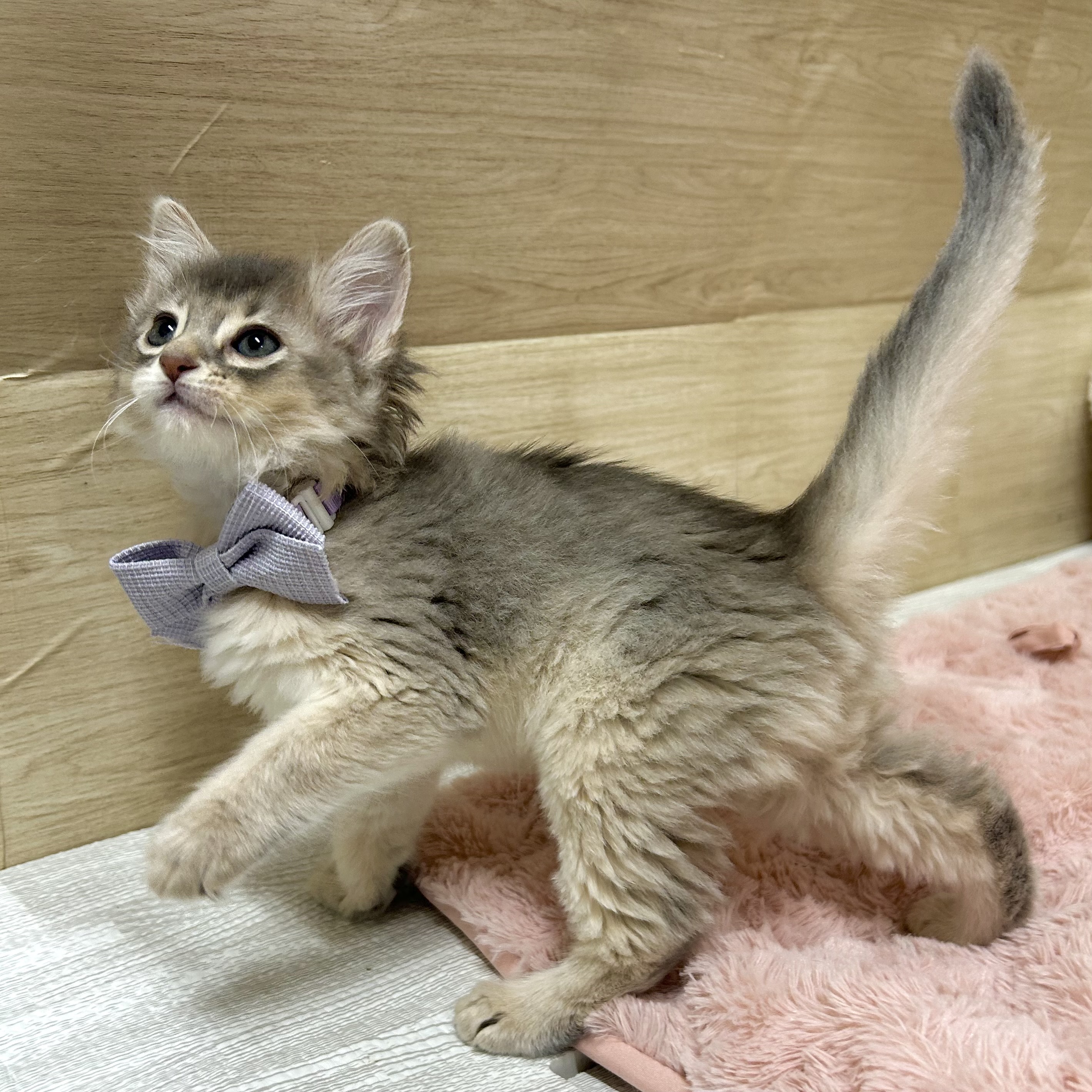 大阪府のソマリ (犬の家＆猫の里そよら東岸和田店/2025年7月19日生まれ/女の子/ブルー)の子猫の4枚目の画像