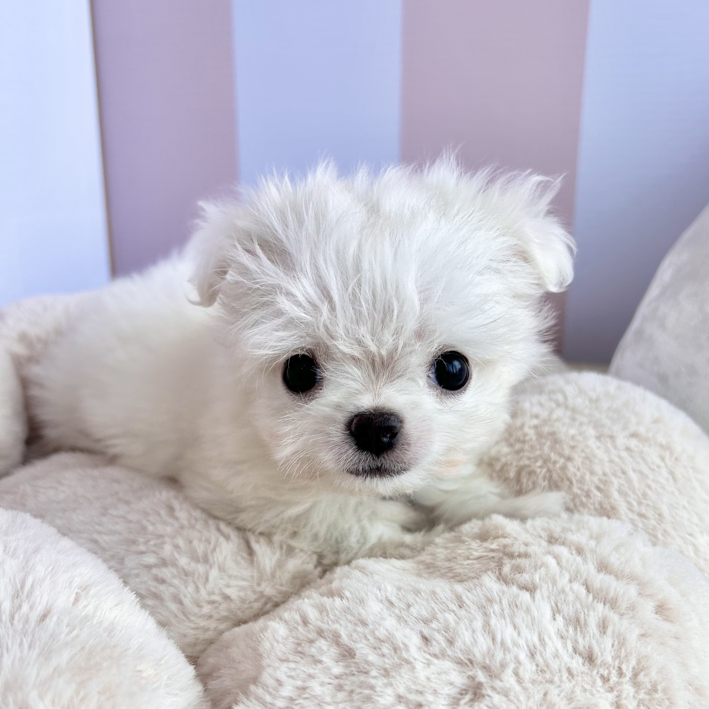 岡山県のチワマル/マルチワ(チワワ×マルチーズ) (犬の家＆猫の里倉敷中庄店/2025年9月14日生まれ/男の子/ホワイト)の子犬の4枚目の画像