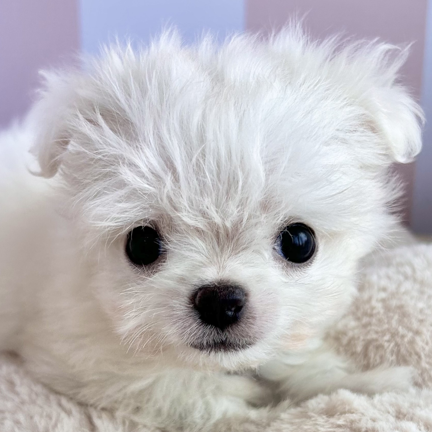 ハーフ犬男の子の写真