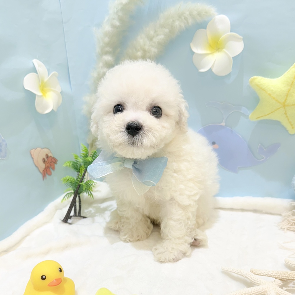 静岡県のビションフリーゼ (犬の家＆猫の里富士店/2025年5月26日生まれ/男の子/ホワイト)の子犬の4枚目の画像