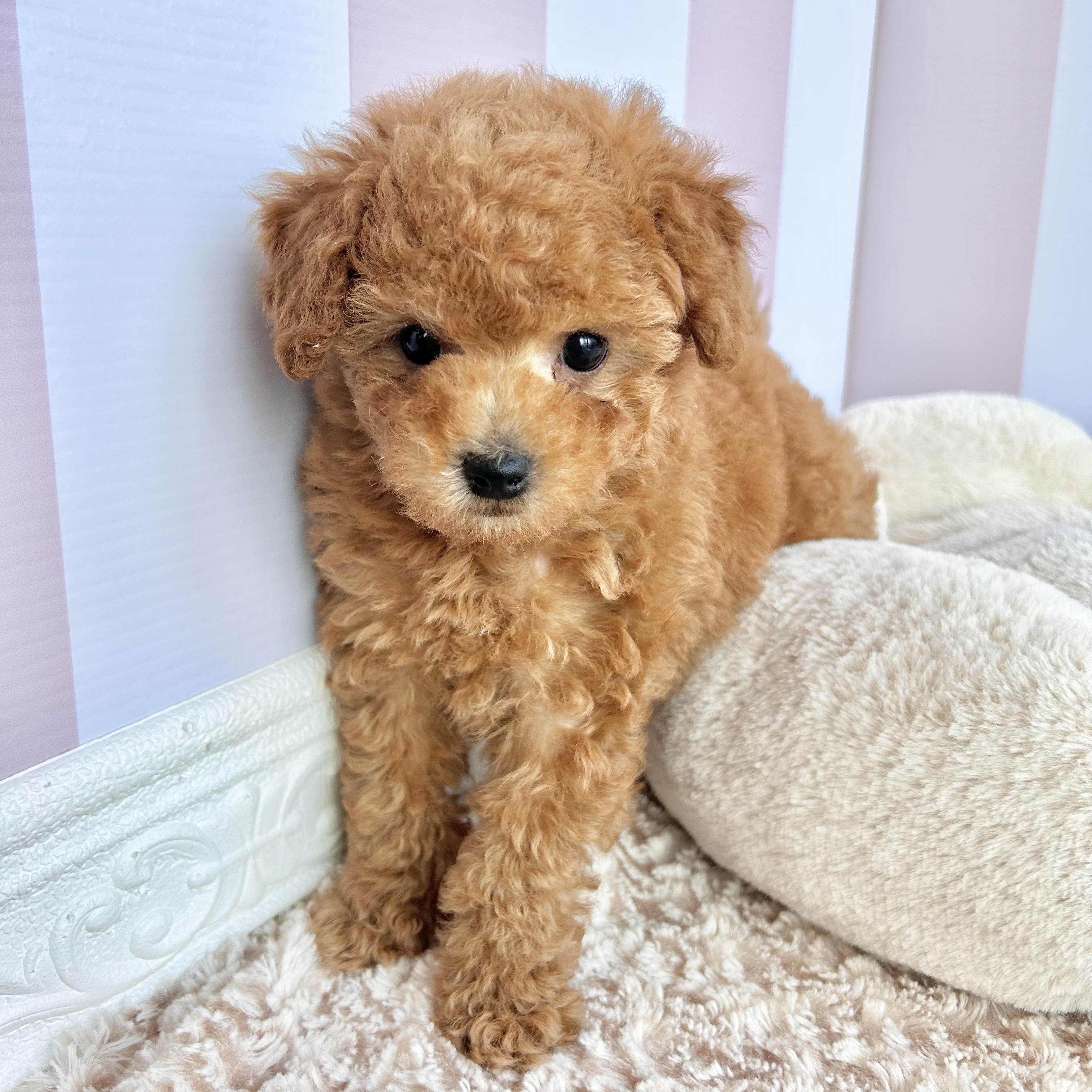 岡山県のトイプードル(トイ) (犬の家＆猫の里倉敷中庄店/2025年9月8日生まれ/男の子/レッド)の子犬の4枚目の画像