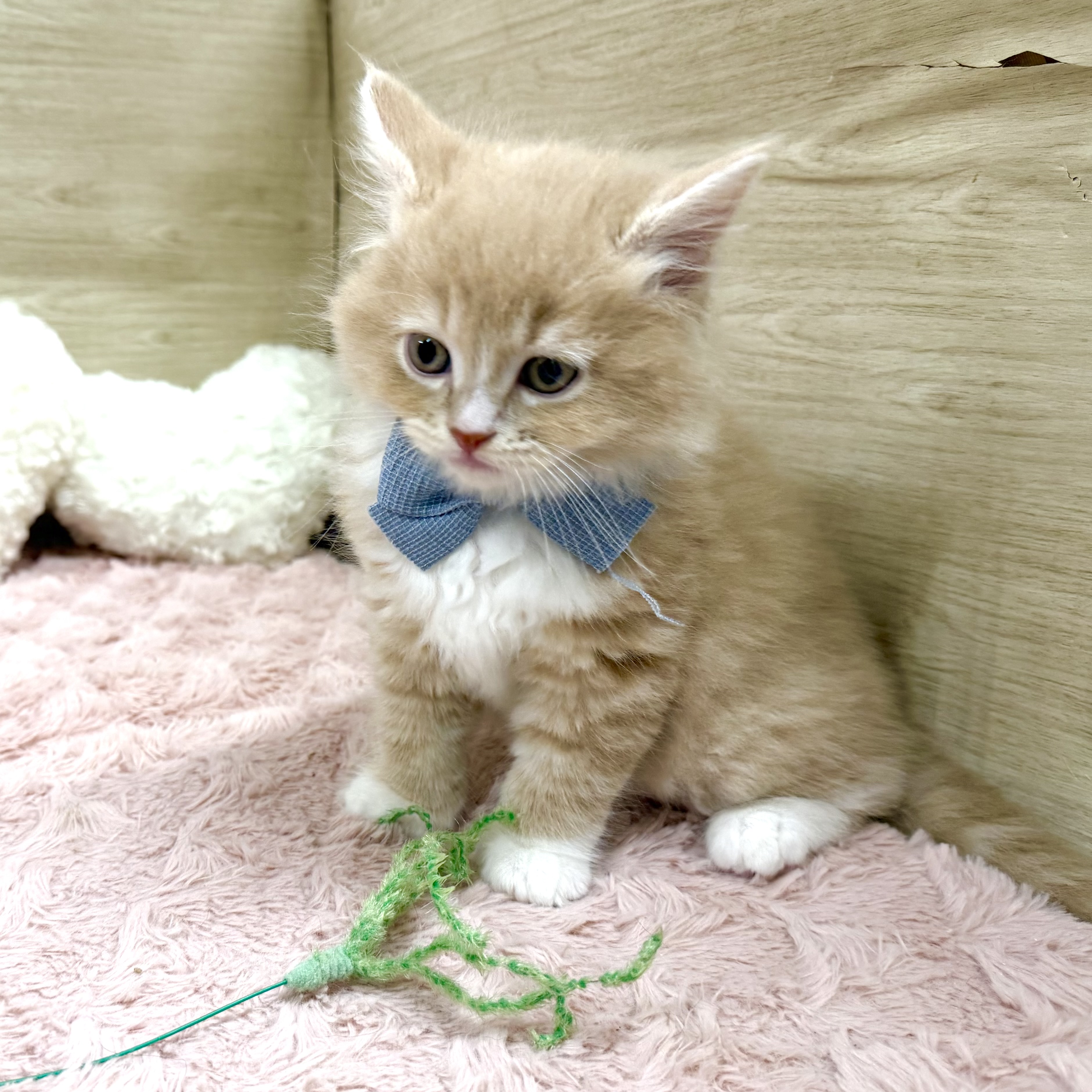 大阪府のサイベリアン (犬の家＆猫の里そよら東岸和田店/2026年3月3日生まれ/男の子/クリームタビーホワイト)の子猫の4枚目の画像