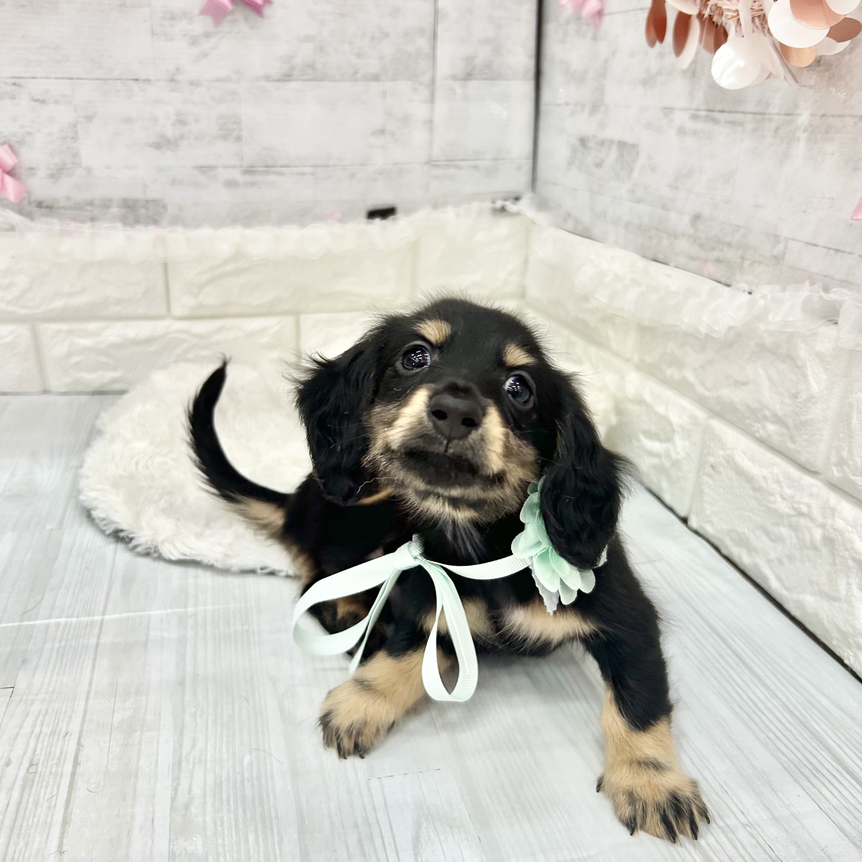 静岡県のミニチュアダックスフンド(ロング) (犬の家＆猫の里プレ葉ウォーク浜北店/2026年4月7日生まれ/男の子/ブラックタン)の子犬の4枚目の画像