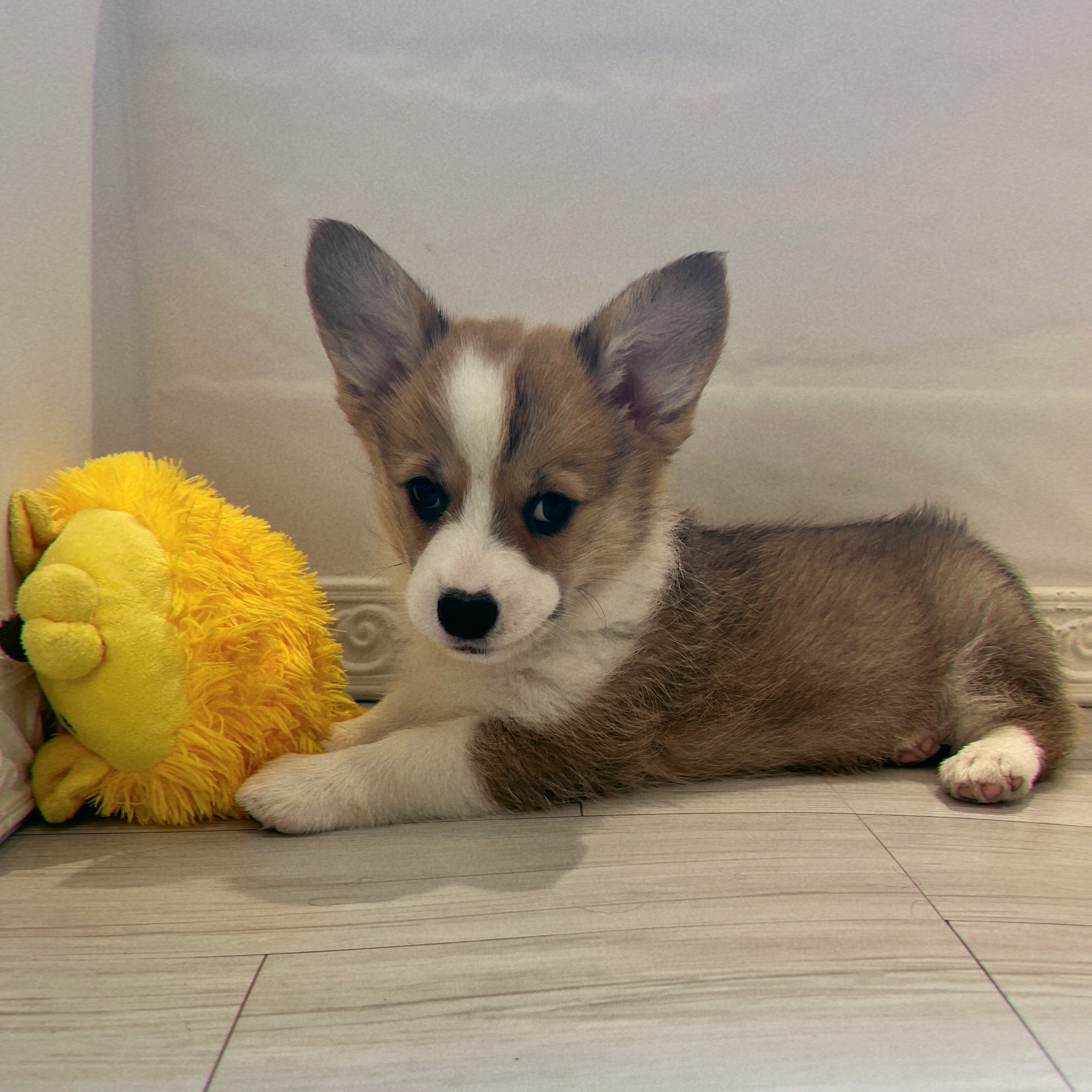 愛知県のウェルシュコーギーペンブローク (犬の家＆猫の里春日井本店/2026年6月17日生まれ/女の子/セーブルホワイト)の子犬の4枚目の画像