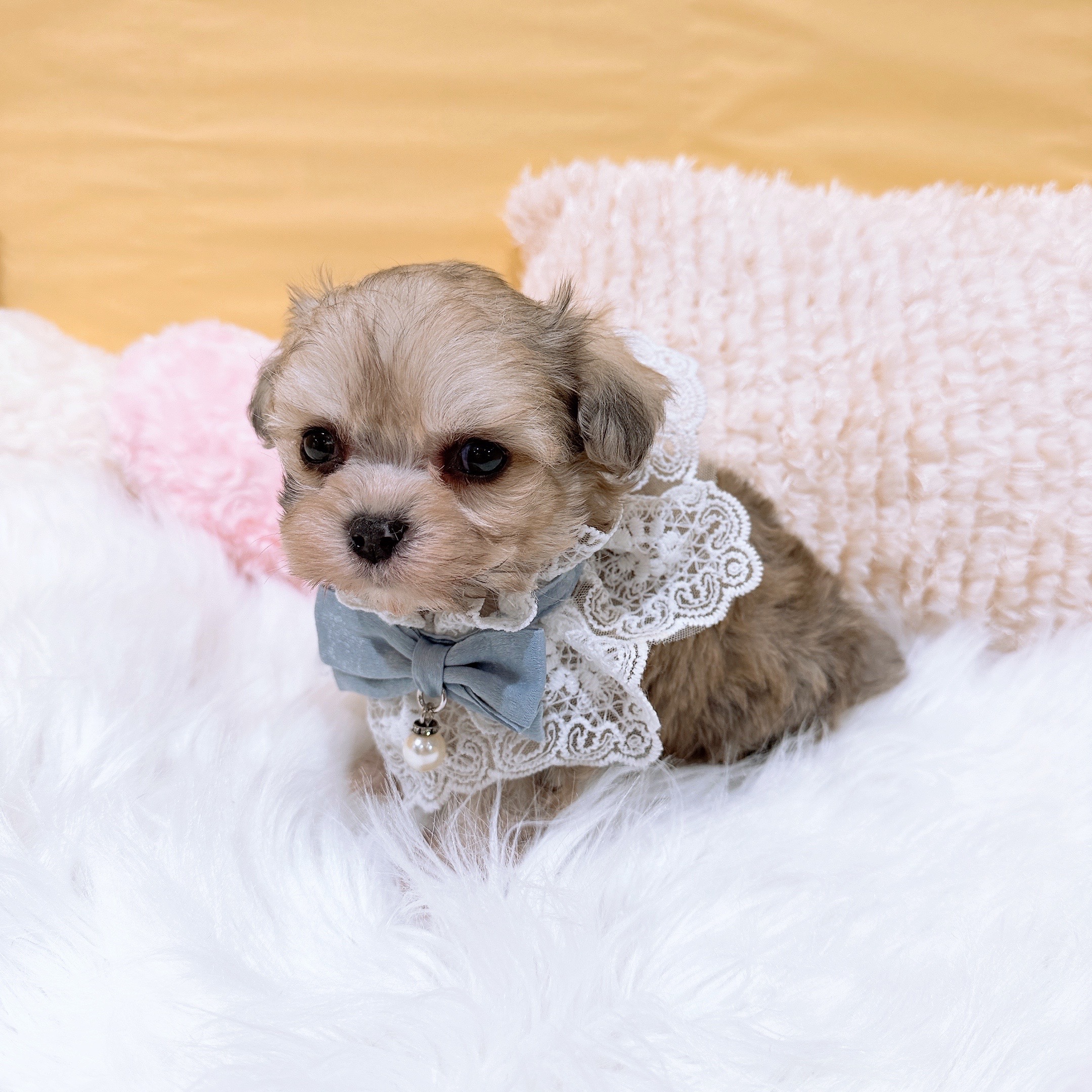 神奈川県のハーフ犬・ミックス犬 (犬の家＆猫の里元住吉ブレーメン通り店/2026年2月1日生まれ/男の子/フォーン)の子犬の4枚目の画像