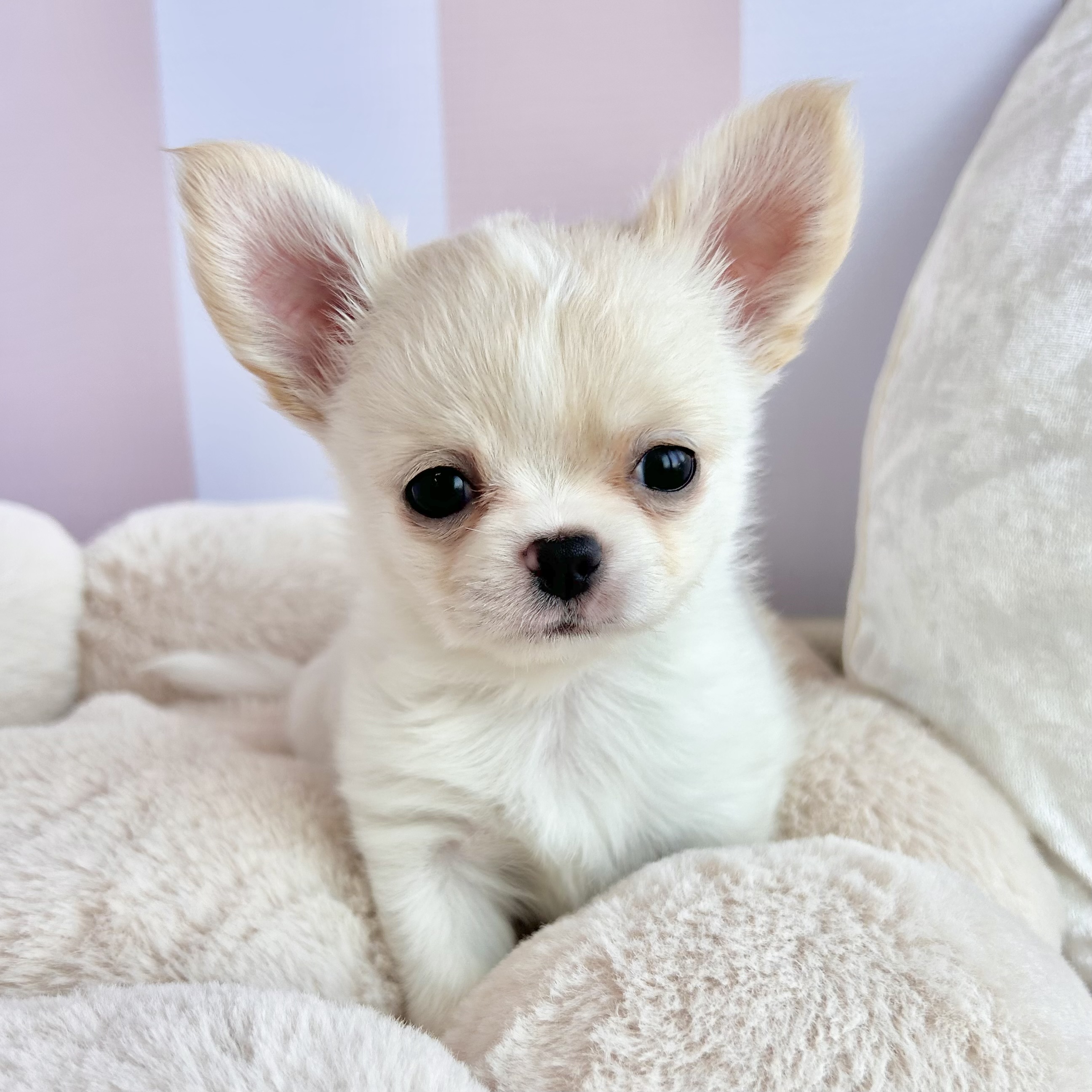 岡山県のチワワ(ロング) (犬の家＆猫の里倉敷中庄店/2025年9月15日生まれ/男の子/クリームホワイト)の子犬の4枚目の画像