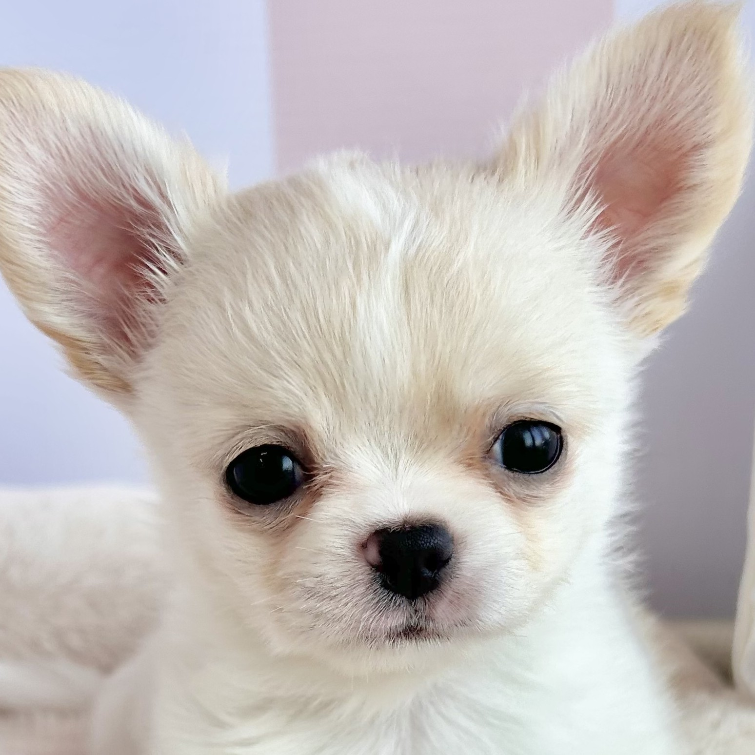 チワワ（ロング）男の子の写真