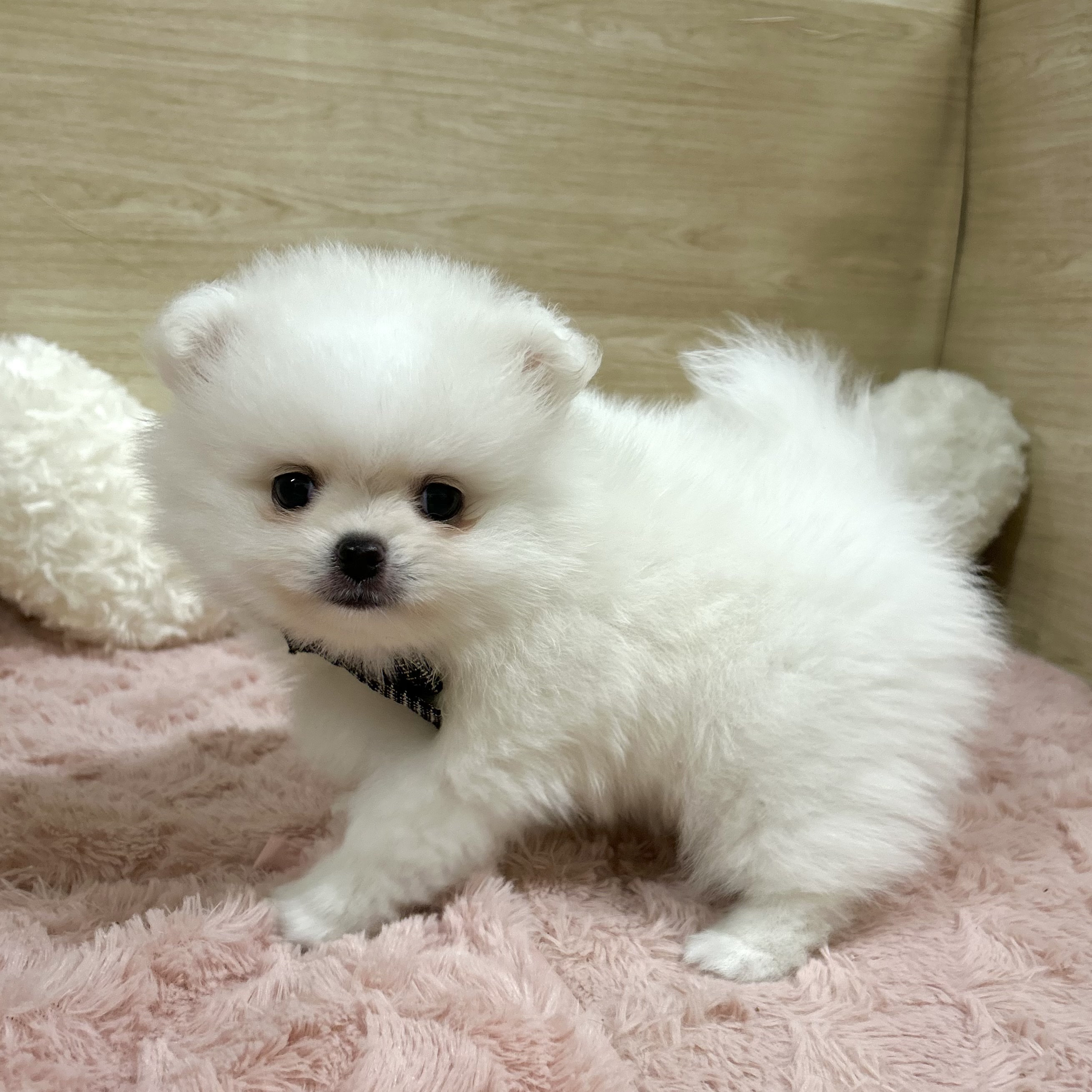 大阪府のポメチワ/チワポメ/ポメチー(ポメラニアン×チワワ) (犬の家＆猫の里そよら東岸和田店/2025年7月23日生まれ/男の子/ホワイト)の子犬の4枚目の画像