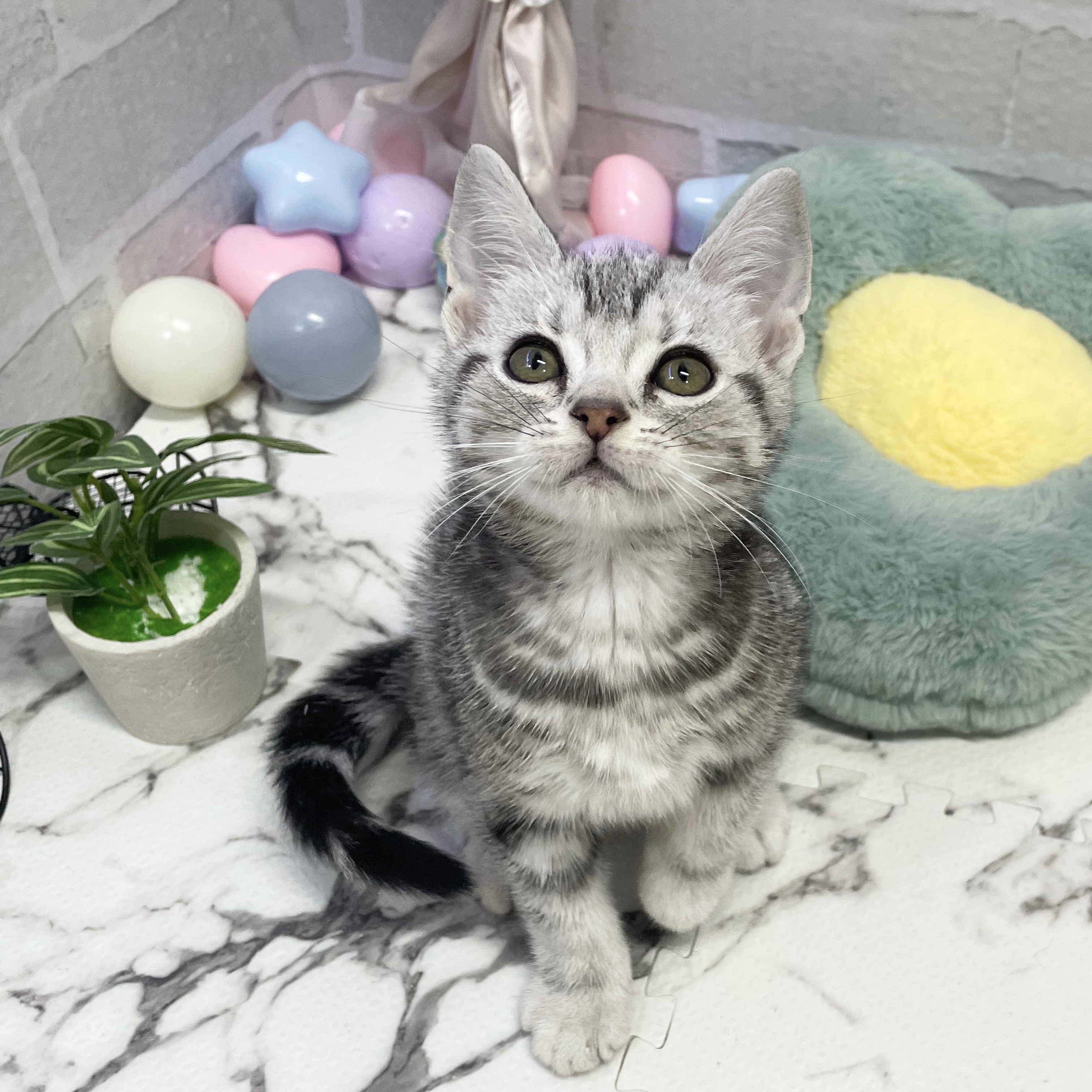 愛知県のアメリカンショートヘアー (犬の家＆猫の里岡崎店/2025年9月6日生まれ/男の子/シルバータビー)の子猫の1枚目の画像