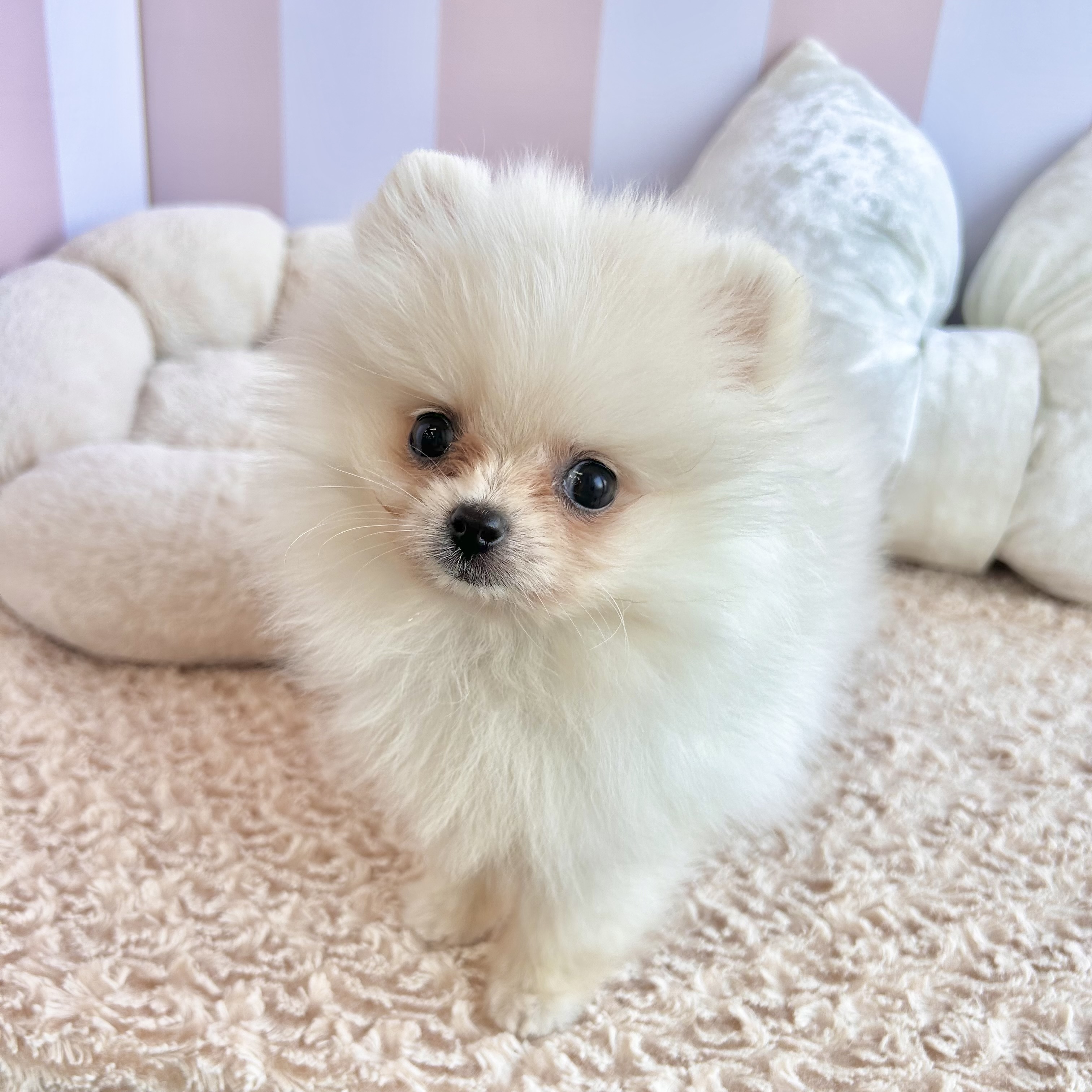 岡山県のポメラニアン (犬の家＆猫の里倉敷中庄店/2025年9月15日生まれ/男の子/クリーム)の子犬の4枚目の画像