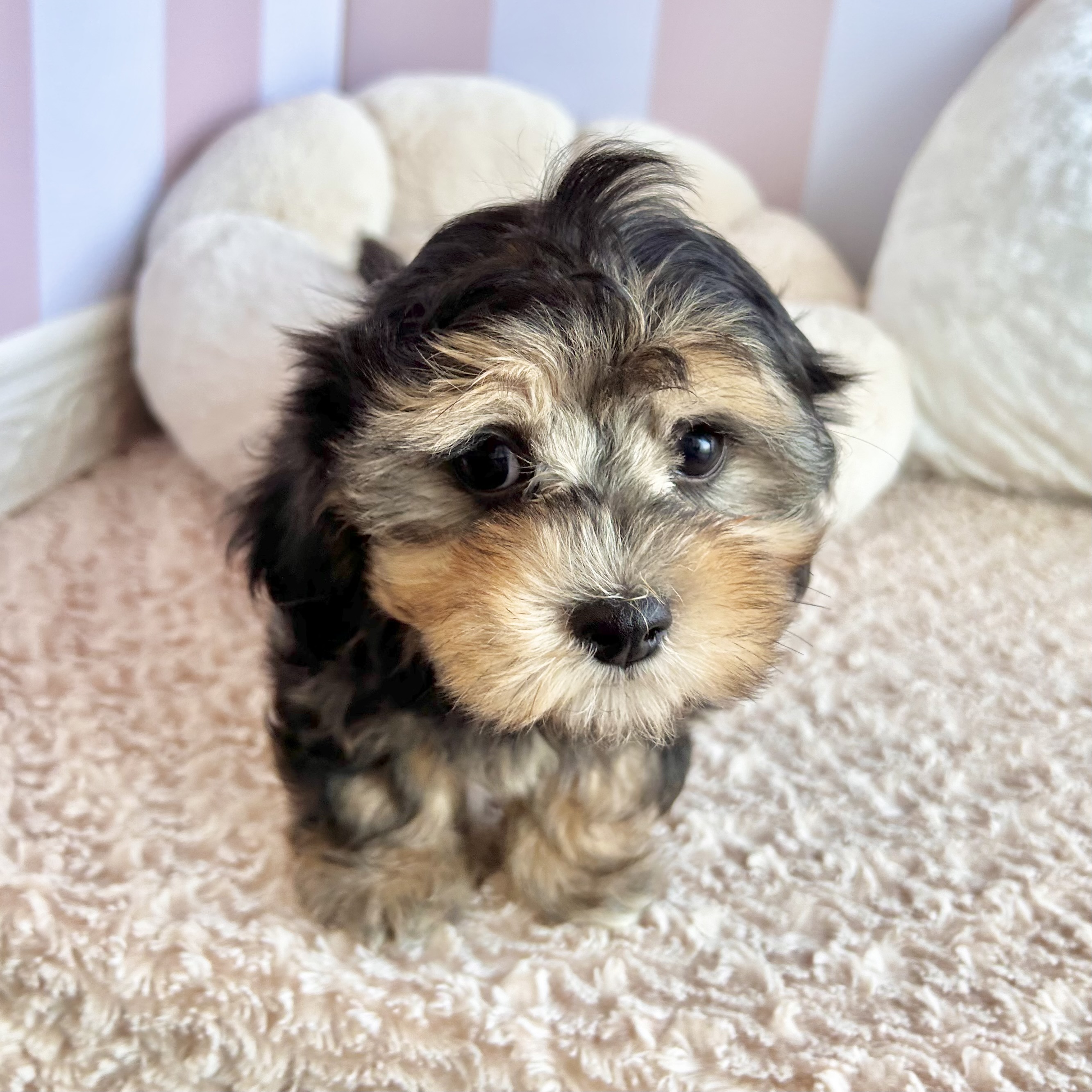 岡山県のマルックス(マルチーズ×ダックス) (犬の家＆猫の里倉敷中庄店/2025年9月3日生まれ/女の子/ブラックタン)の子犬の4枚目の画像