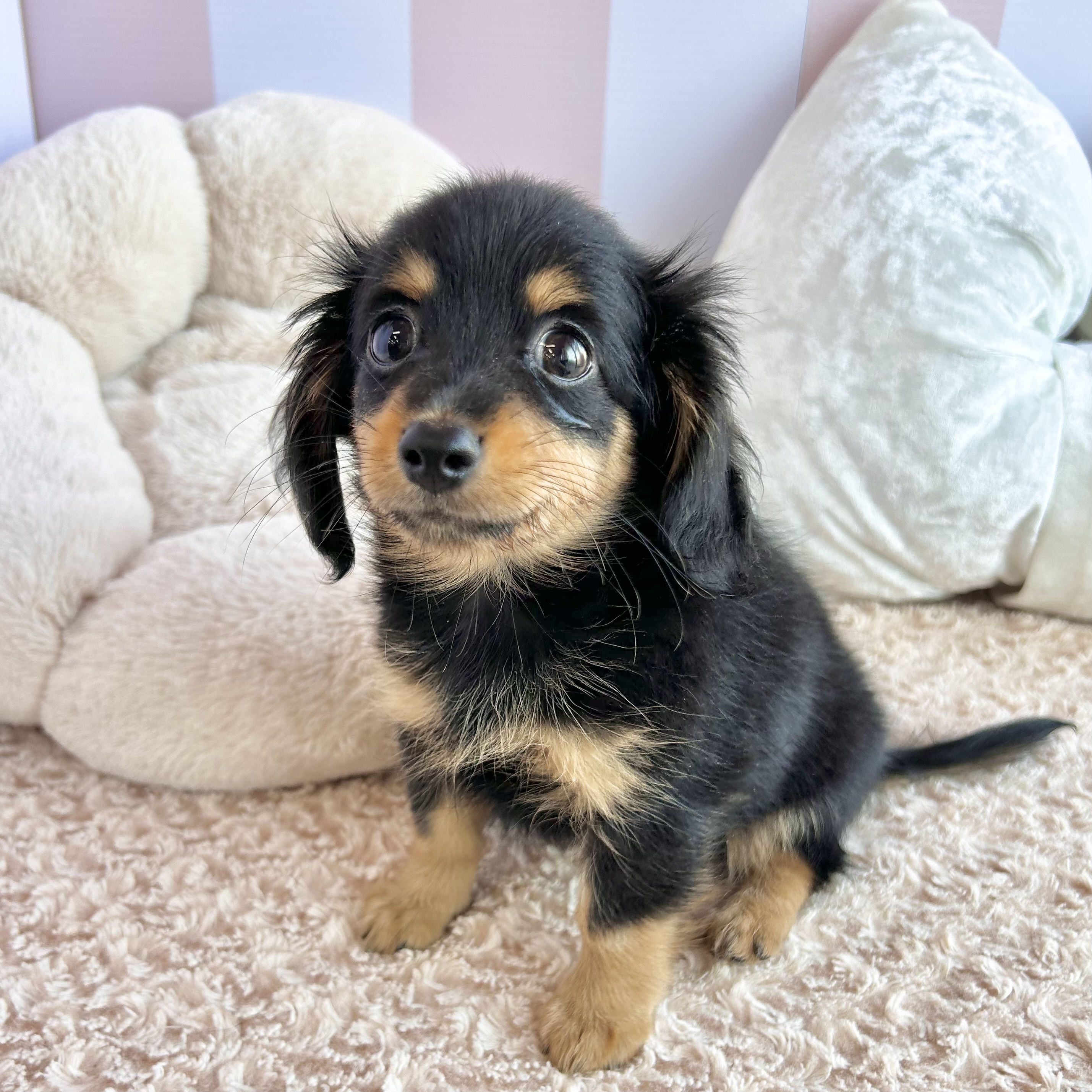 岡山県のチワックス(チワワ×ダックス) (犬の家＆猫の里倉敷中庄店/2025年9月15日生まれ/男の子/ブラックタン)の子犬の4枚目の画像