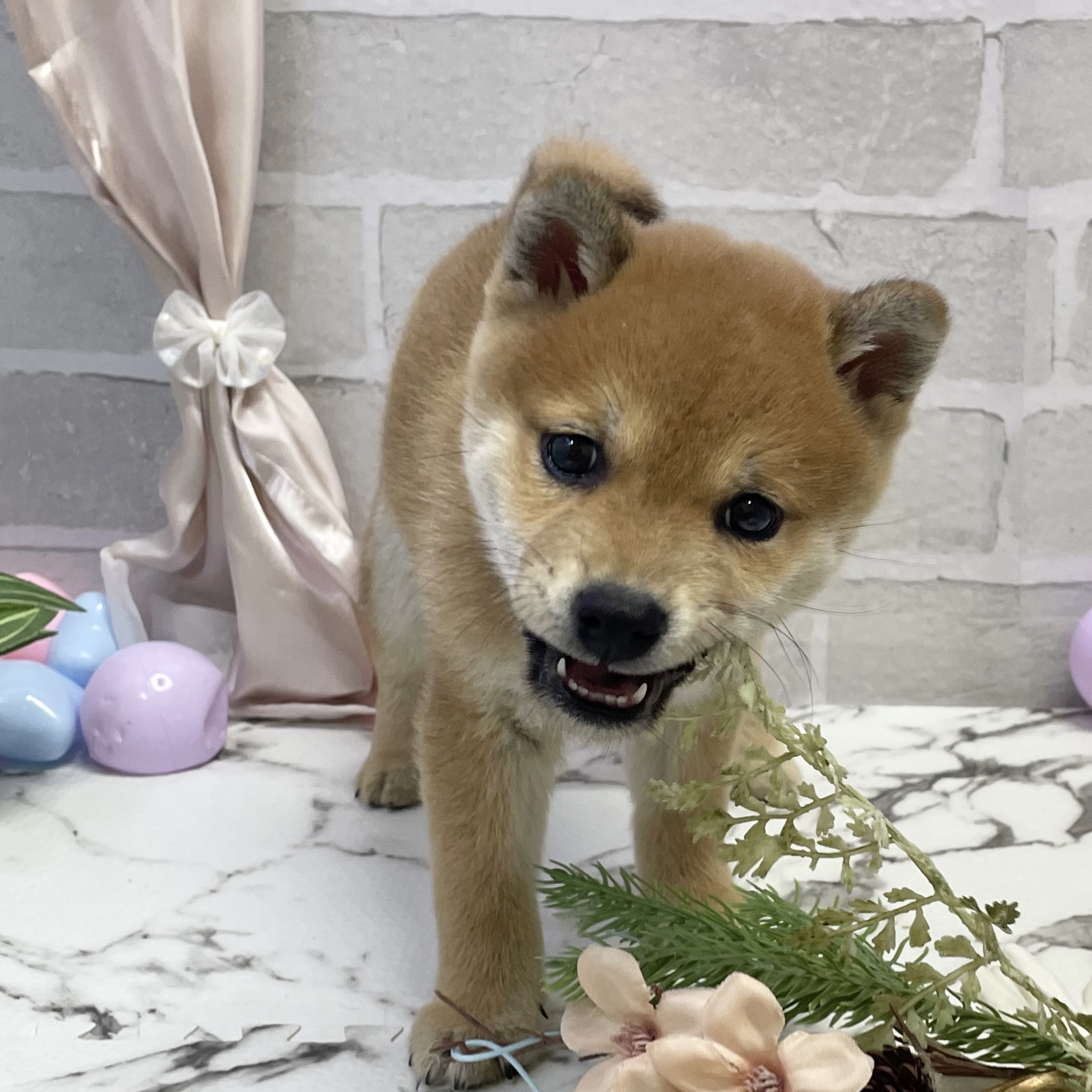 愛知県の柴犬(標準サイズ) (犬の家＆猫の里岡崎店/2025年9月13日生まれ/男の子/赤)の子犬の4枚目の画像