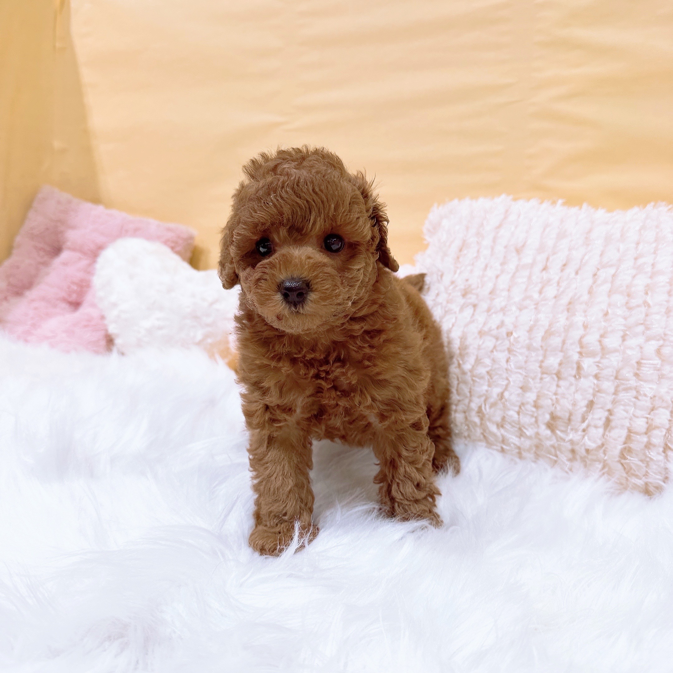 神奈川県のトイプードル(トイ) (犬の家＆猫の里元住吉ブレーメン通り店/2026年2月1日生まれ/女の子/レッド)の子犬の4枚目の画像